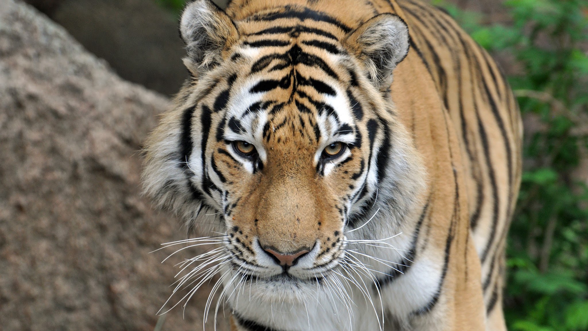 Cheyenne Mountain Zoo YouTube banner