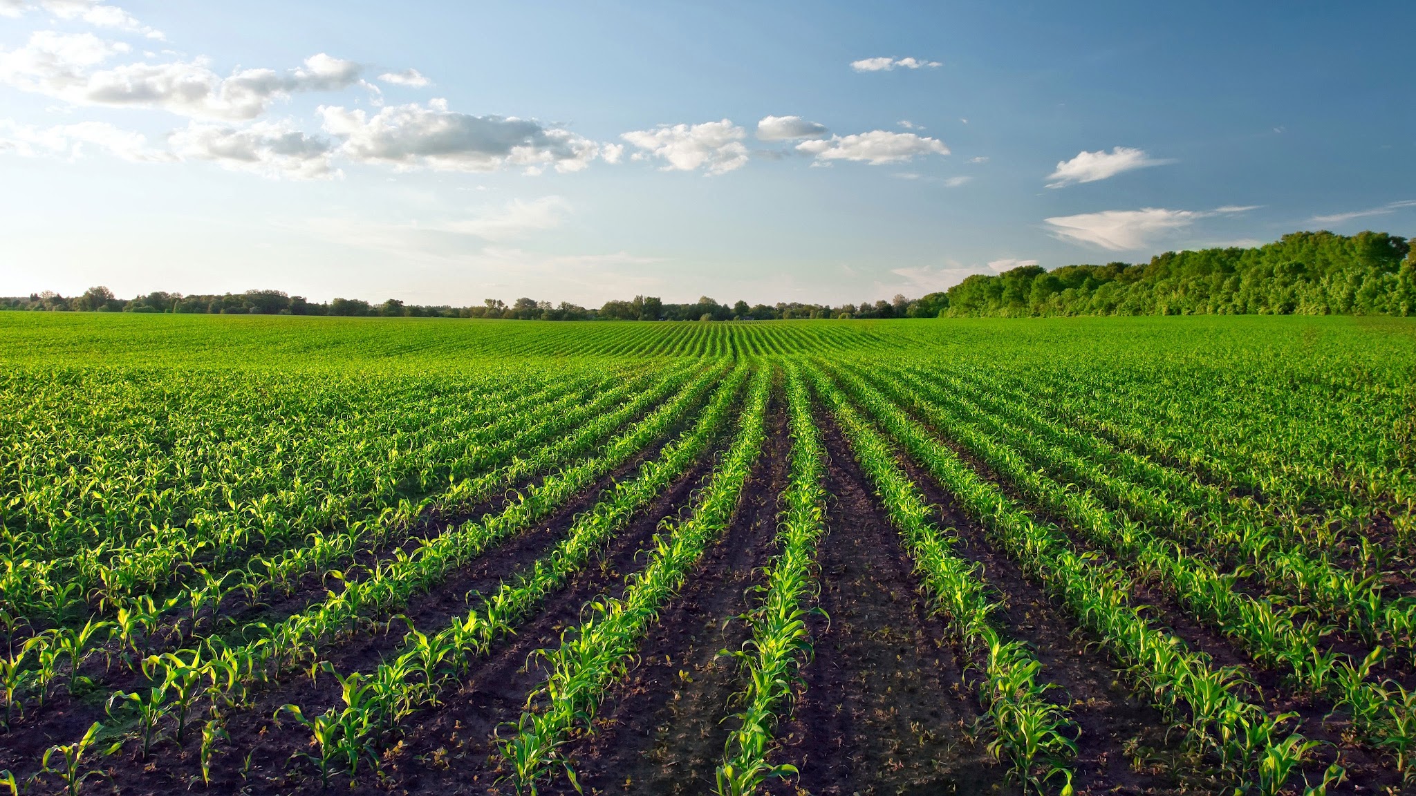 Iowa Corn YouTube banner