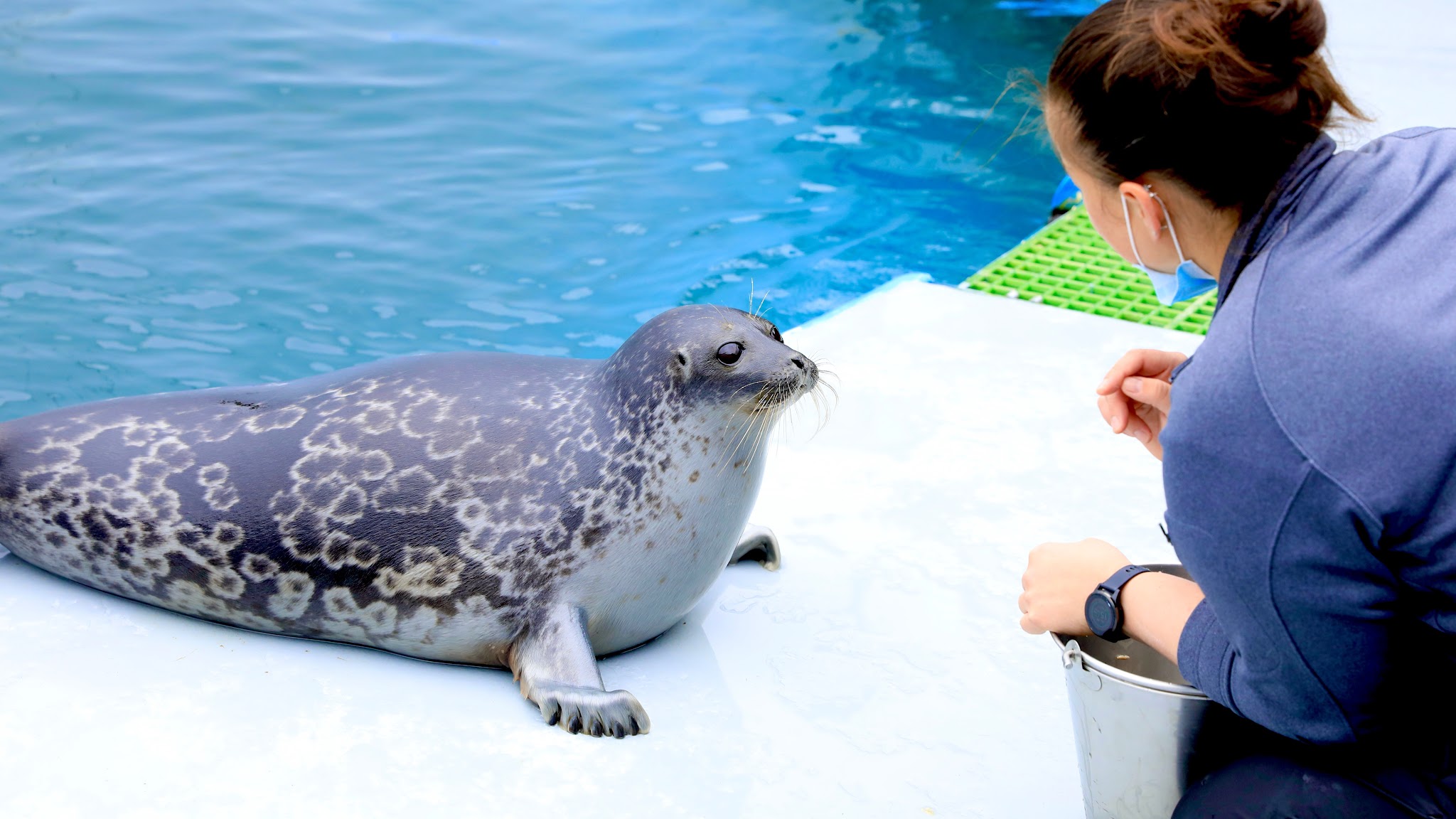 Alaska SeaLife Center YouTube banner