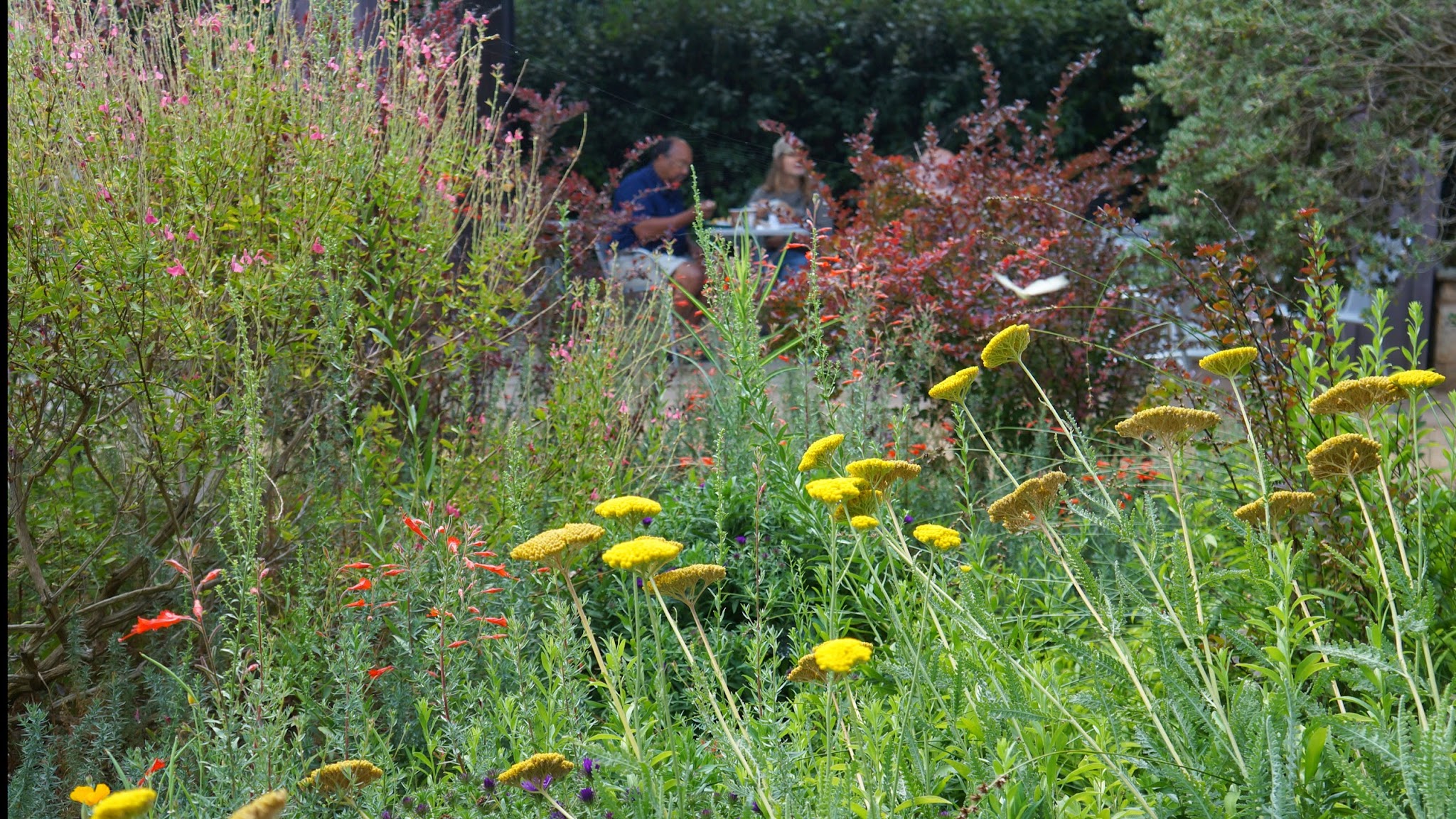 UC Davis Arboretum and Public Garden YouTube banner