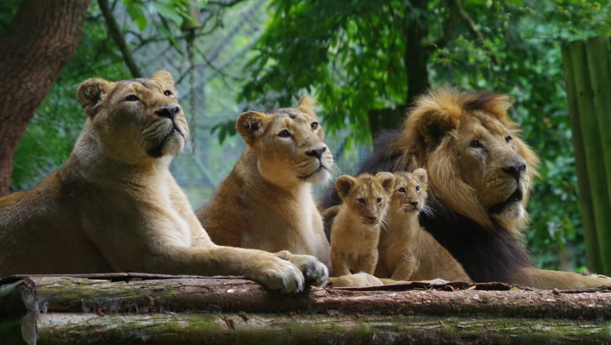 Paignton Zoo Environmental Park YouTube banner