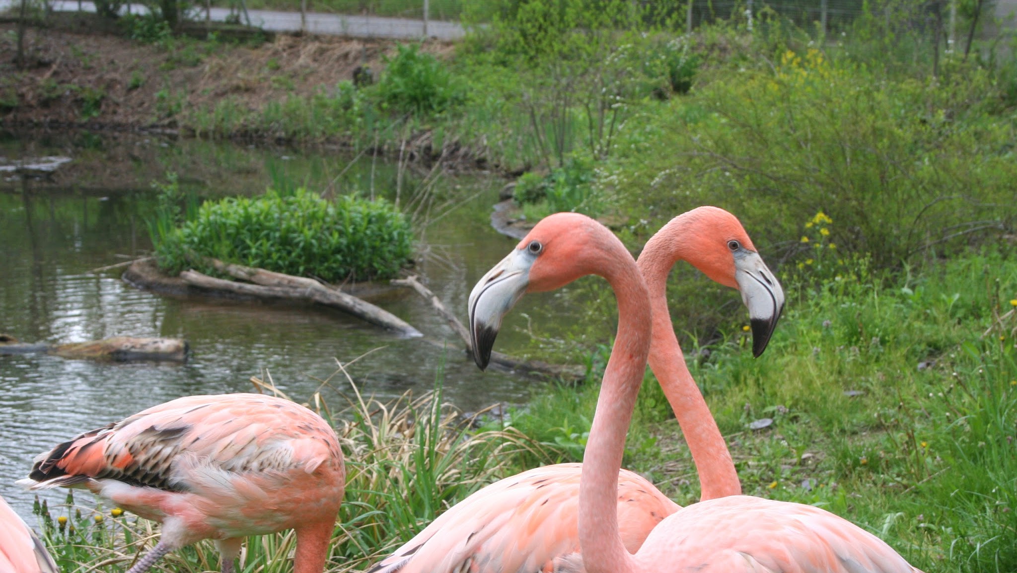 Pittsburgh Zoo & Aquarium YouTube banner