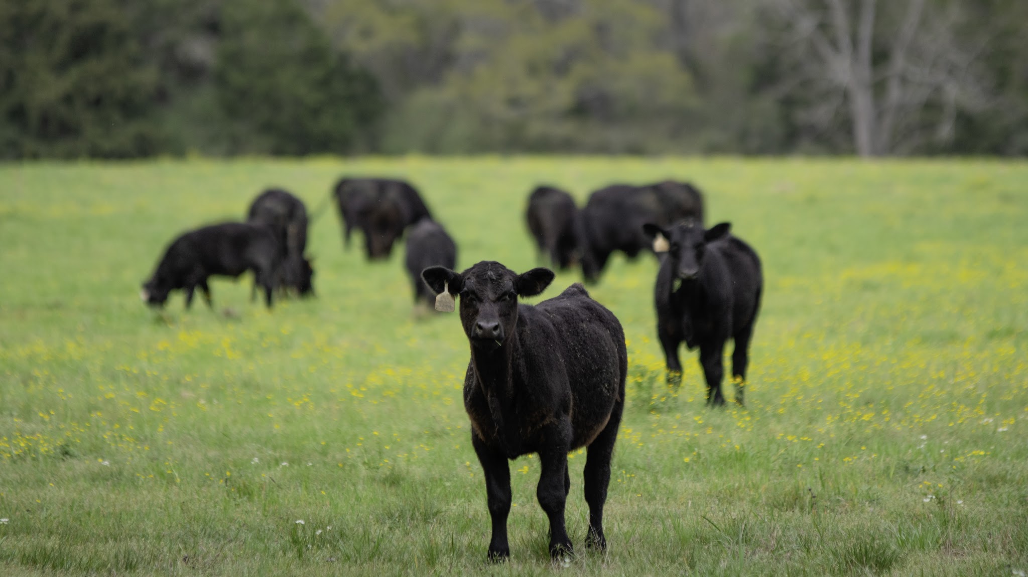 Illinois Beef Association YouTube banner