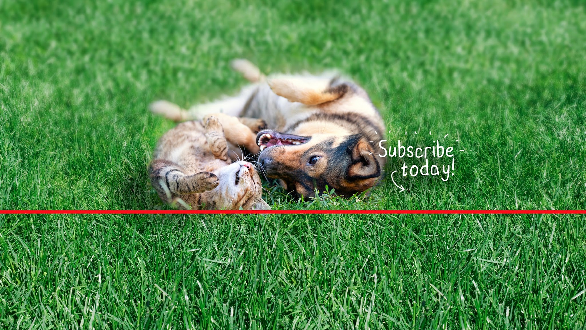 Purina New Zealand YouTube banner