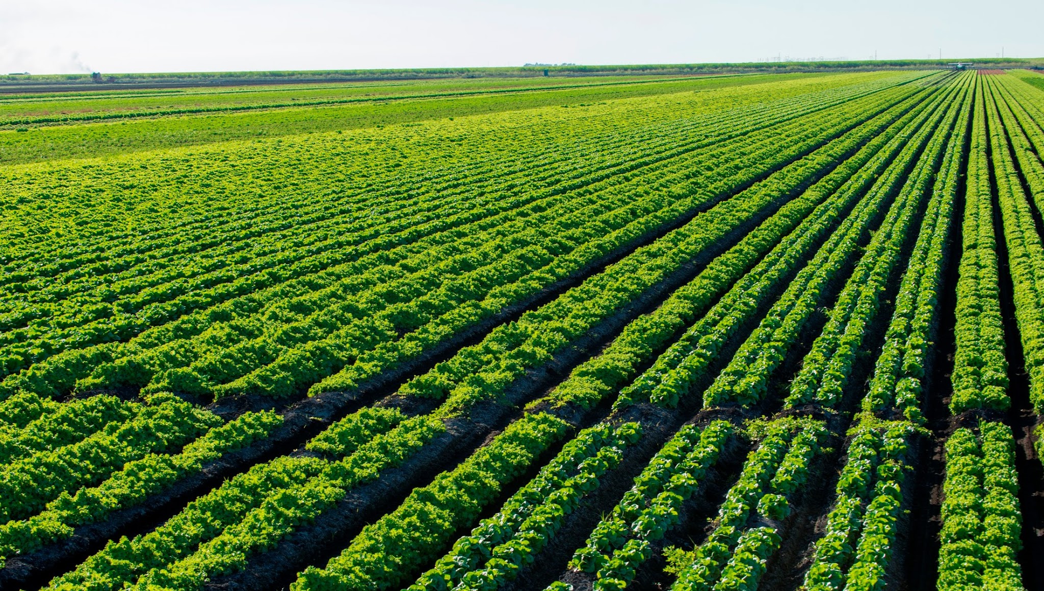 Florida Fruit & Vegetable Association YouTube banner