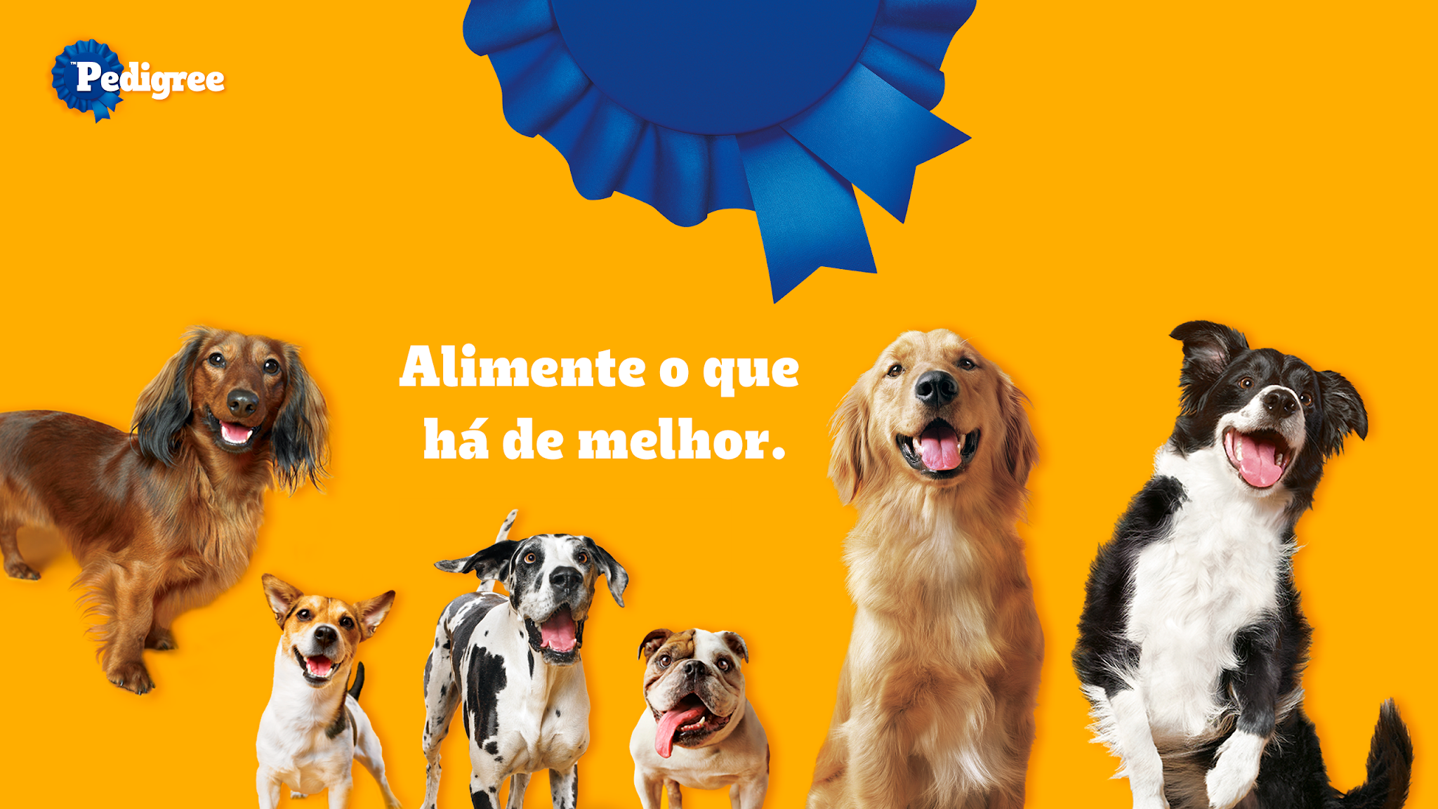 Pedigree Brasil YouTube banner