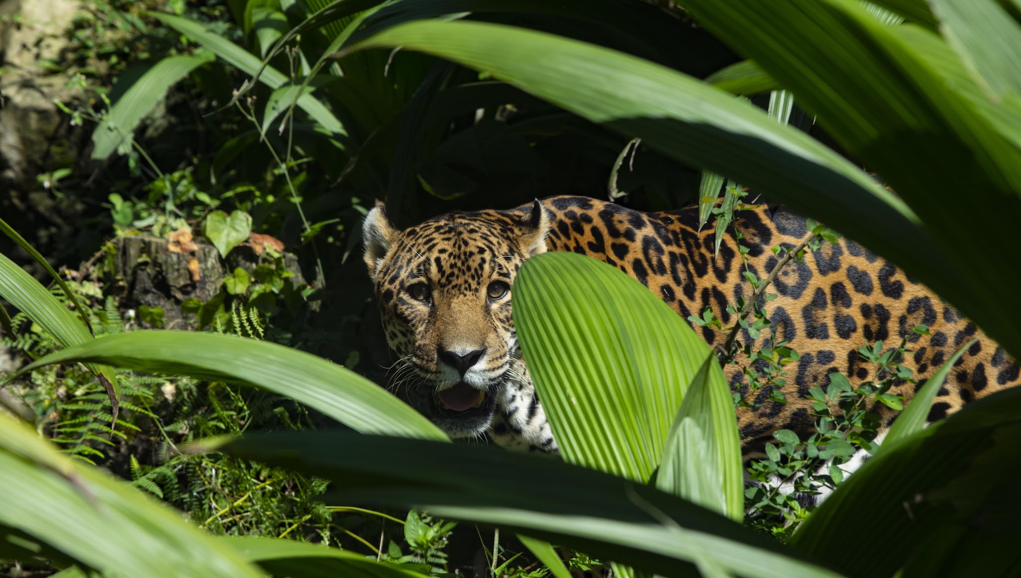 Zoológico de Cali YouTube banner