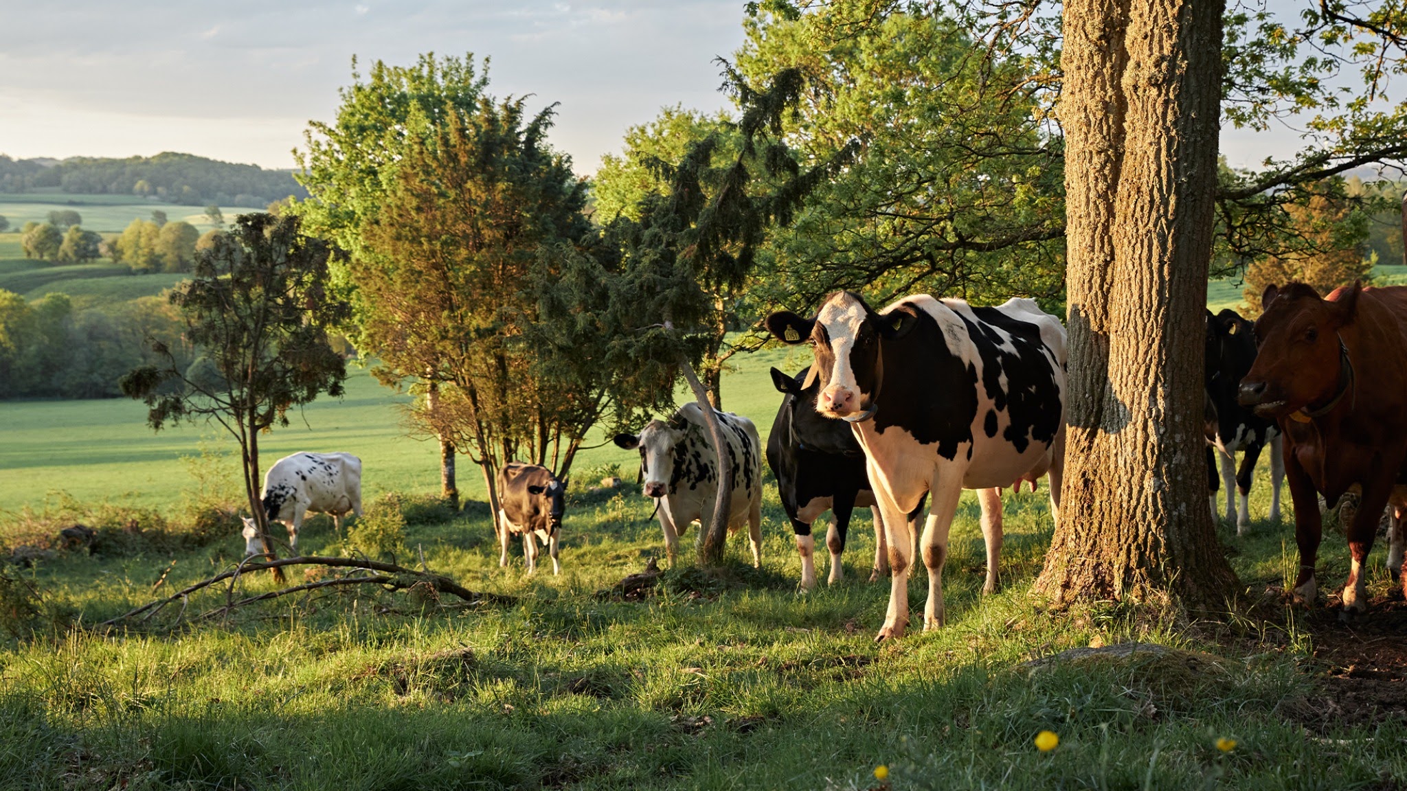 Arla Sverige YouTube banner