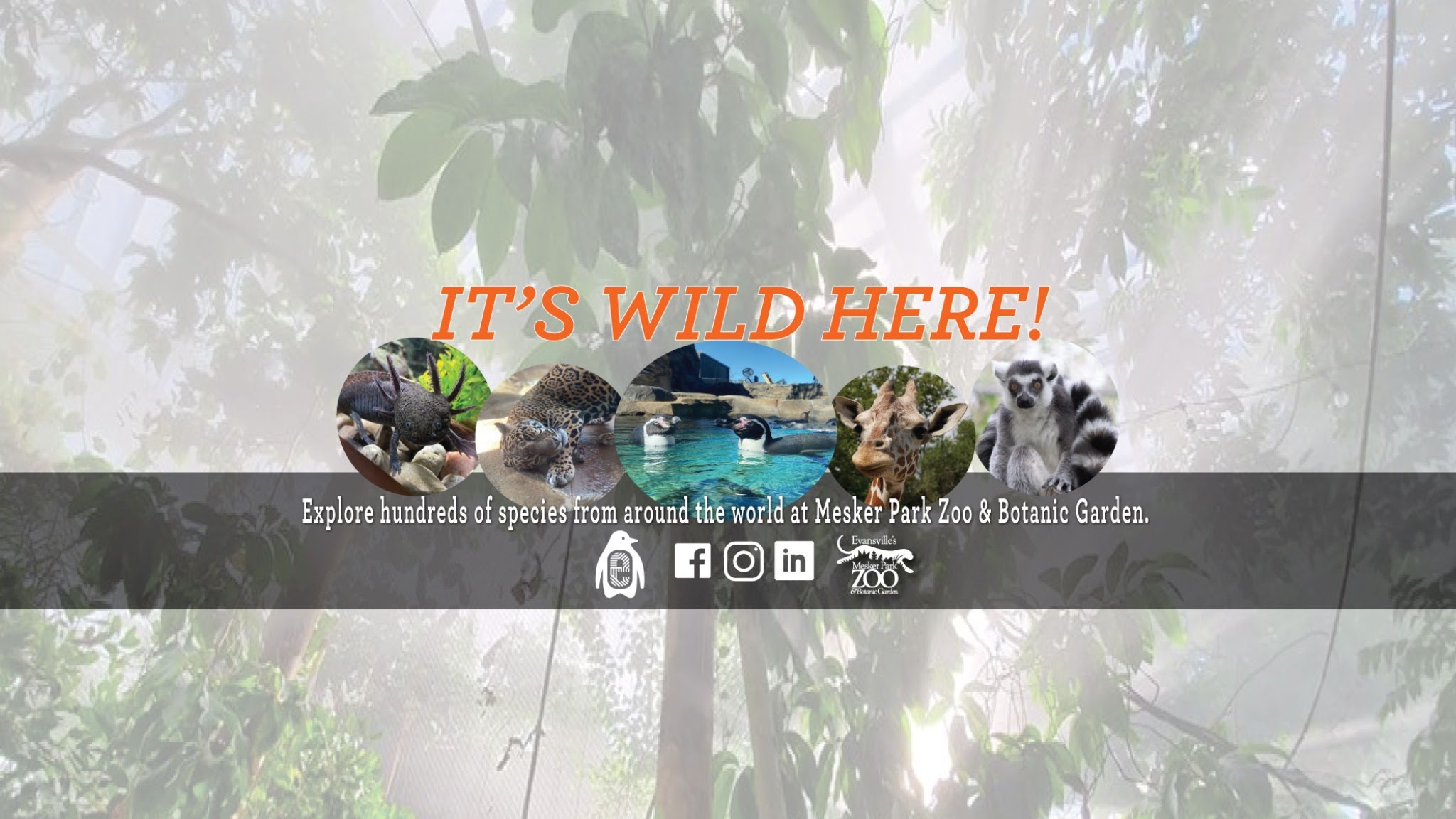 Mesker Park Zoo & Botanical Garden YouTube banner