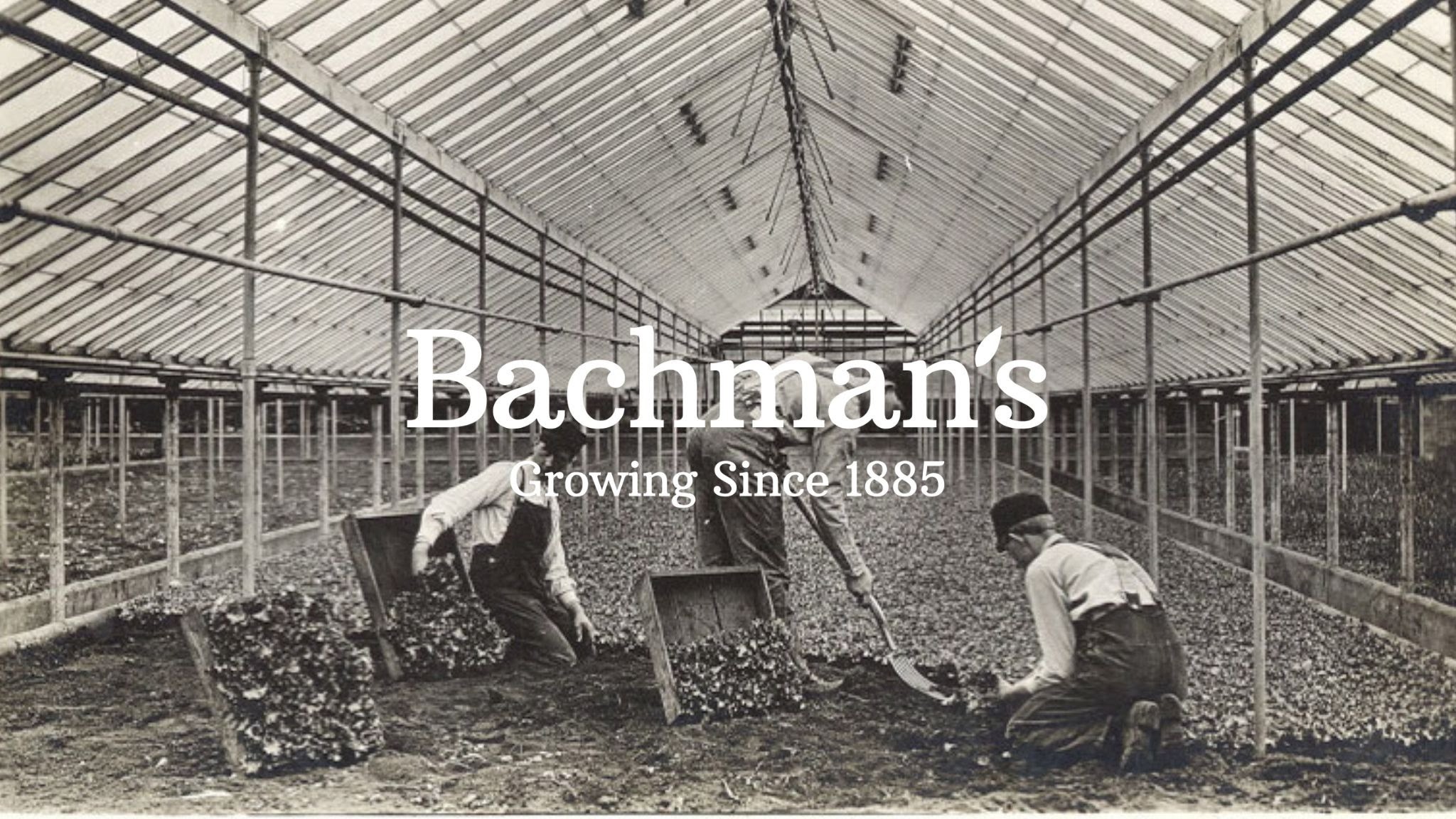 Bachman's Floral, Home & Garden YouTube banner