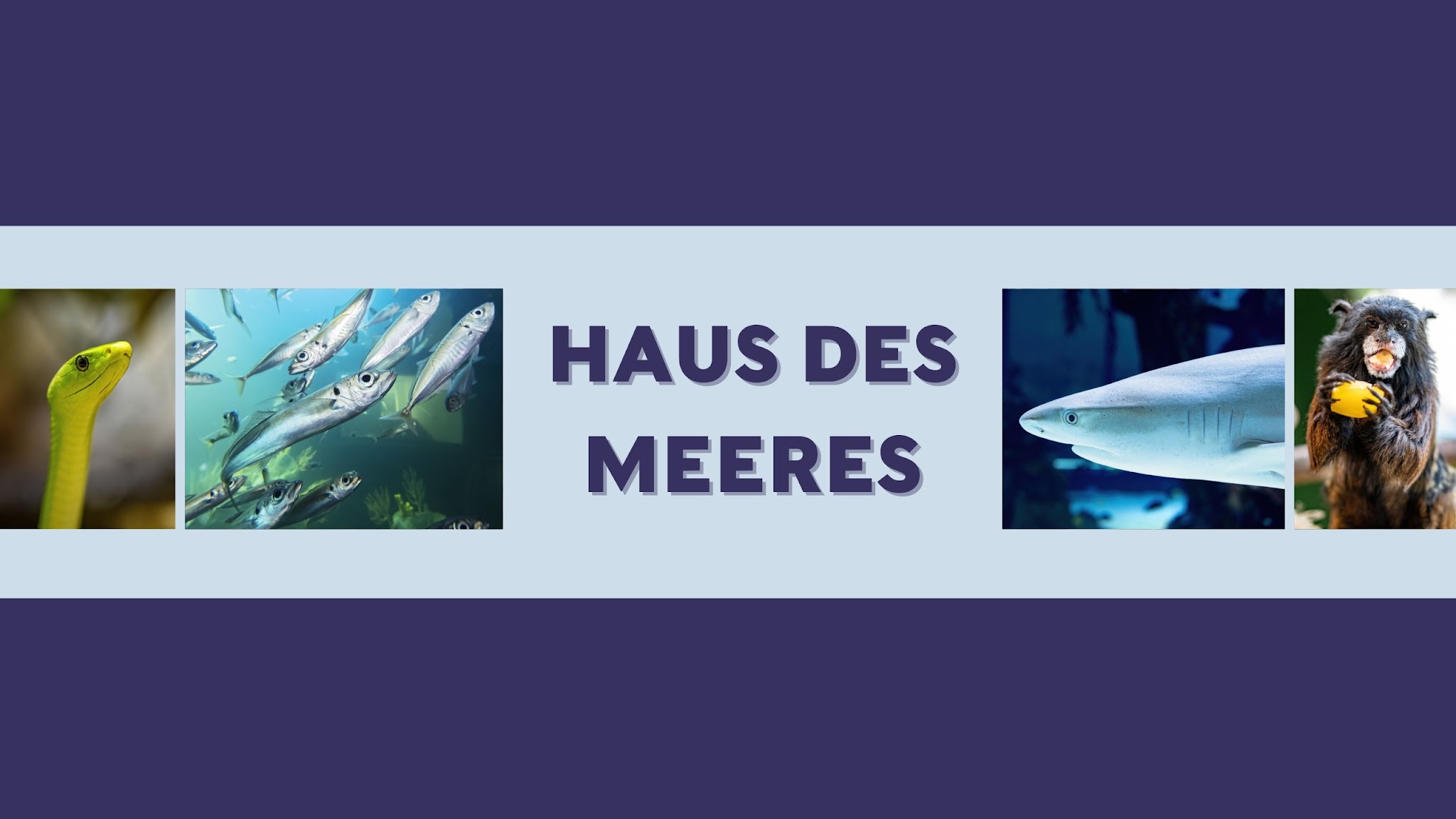 Haus des Meeres Aqua Terra Zoo YouTube banner