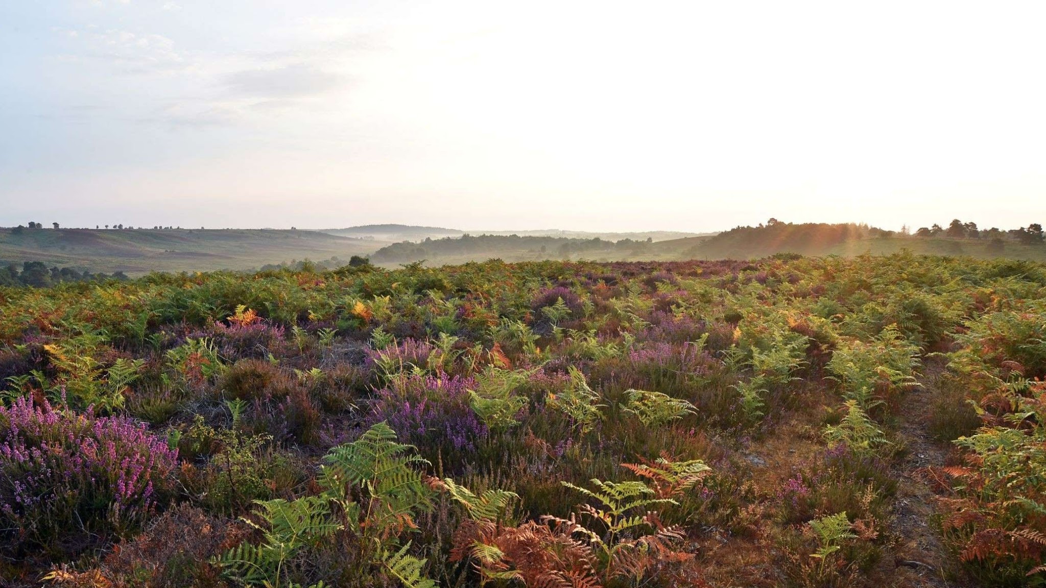 New Forest National Park Authority YouTube banner