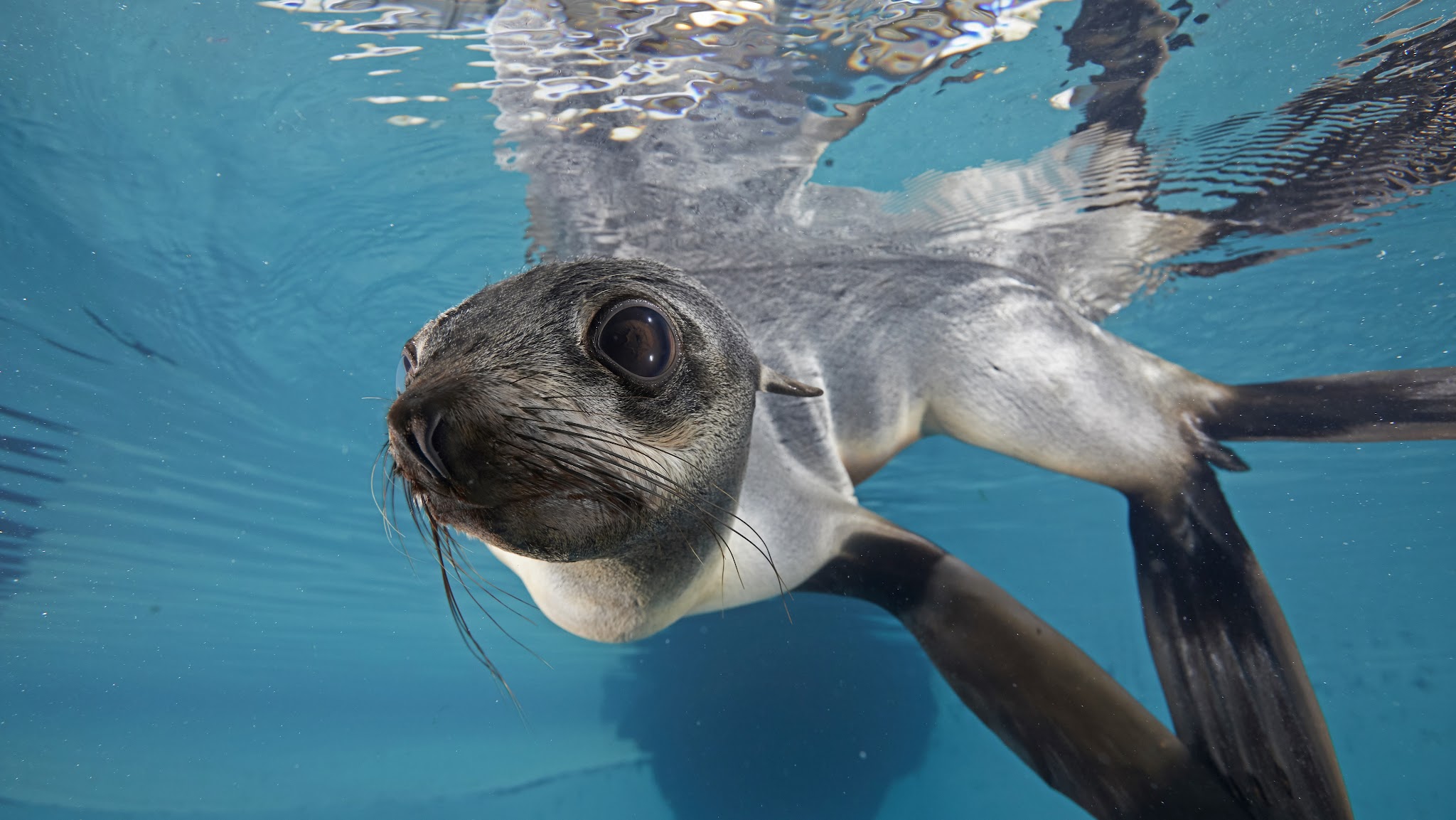 New England Aquarium YouTube banner