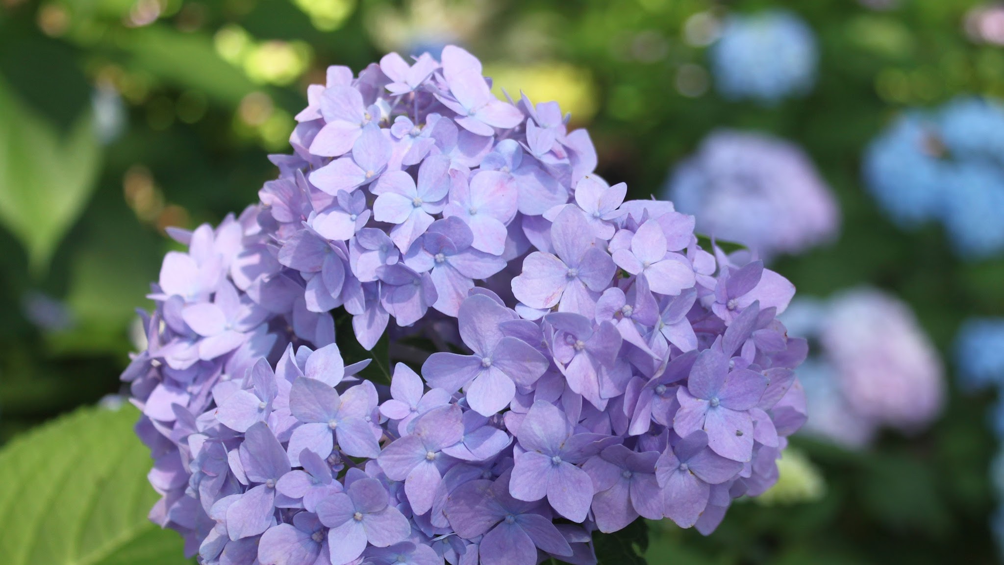 Atlanta Botanical Garden YouTube banner