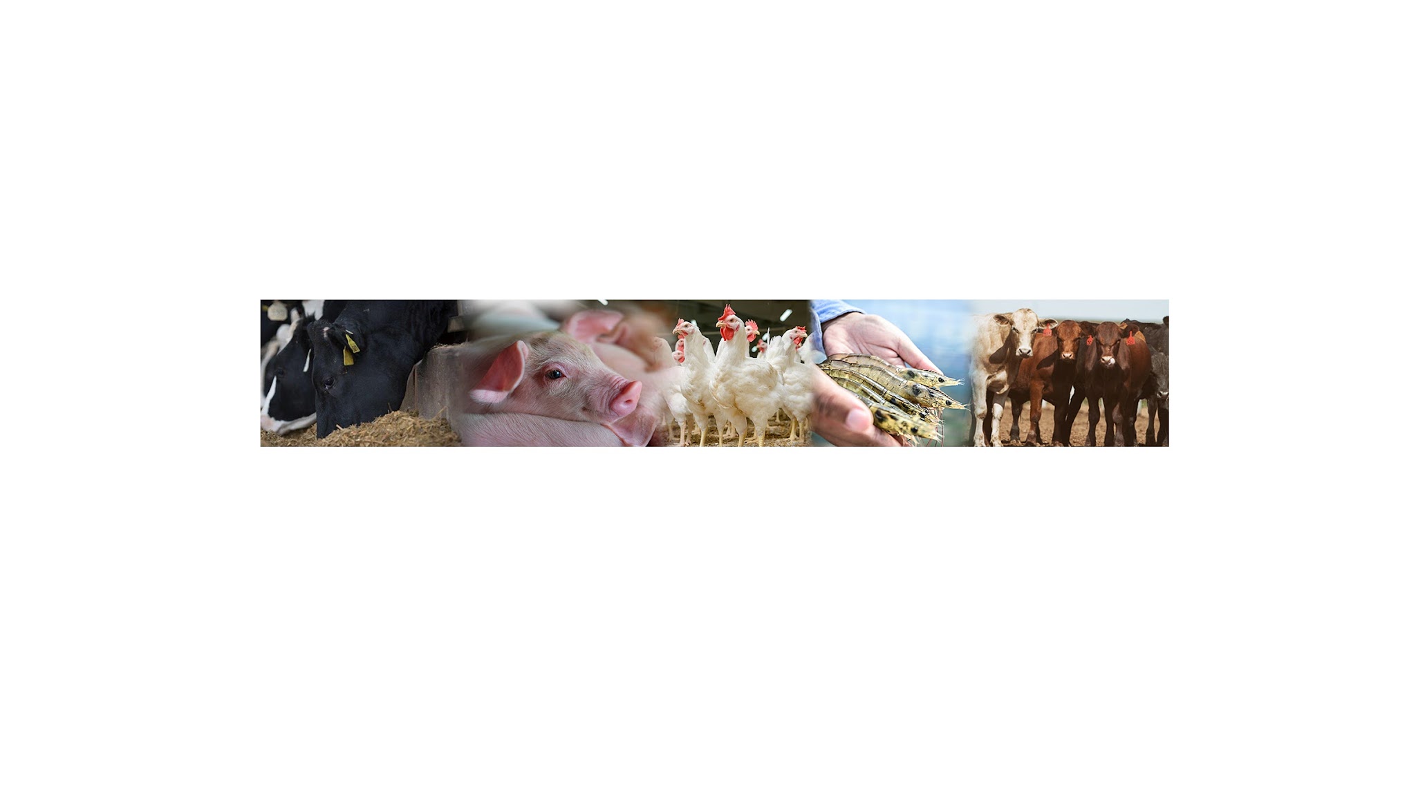 Phibro Animal Health YouTube banner