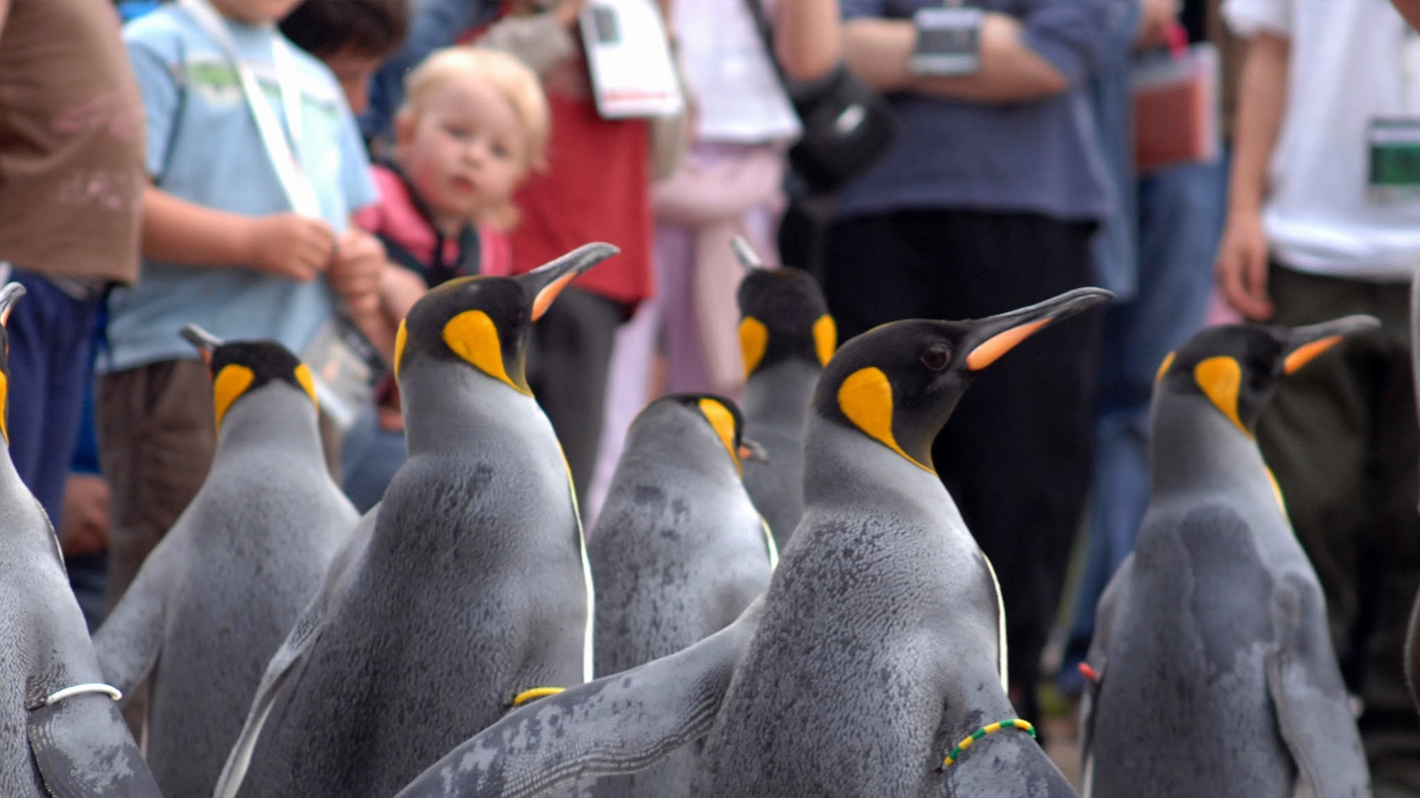 Edinburgh Zoo YouTube banner