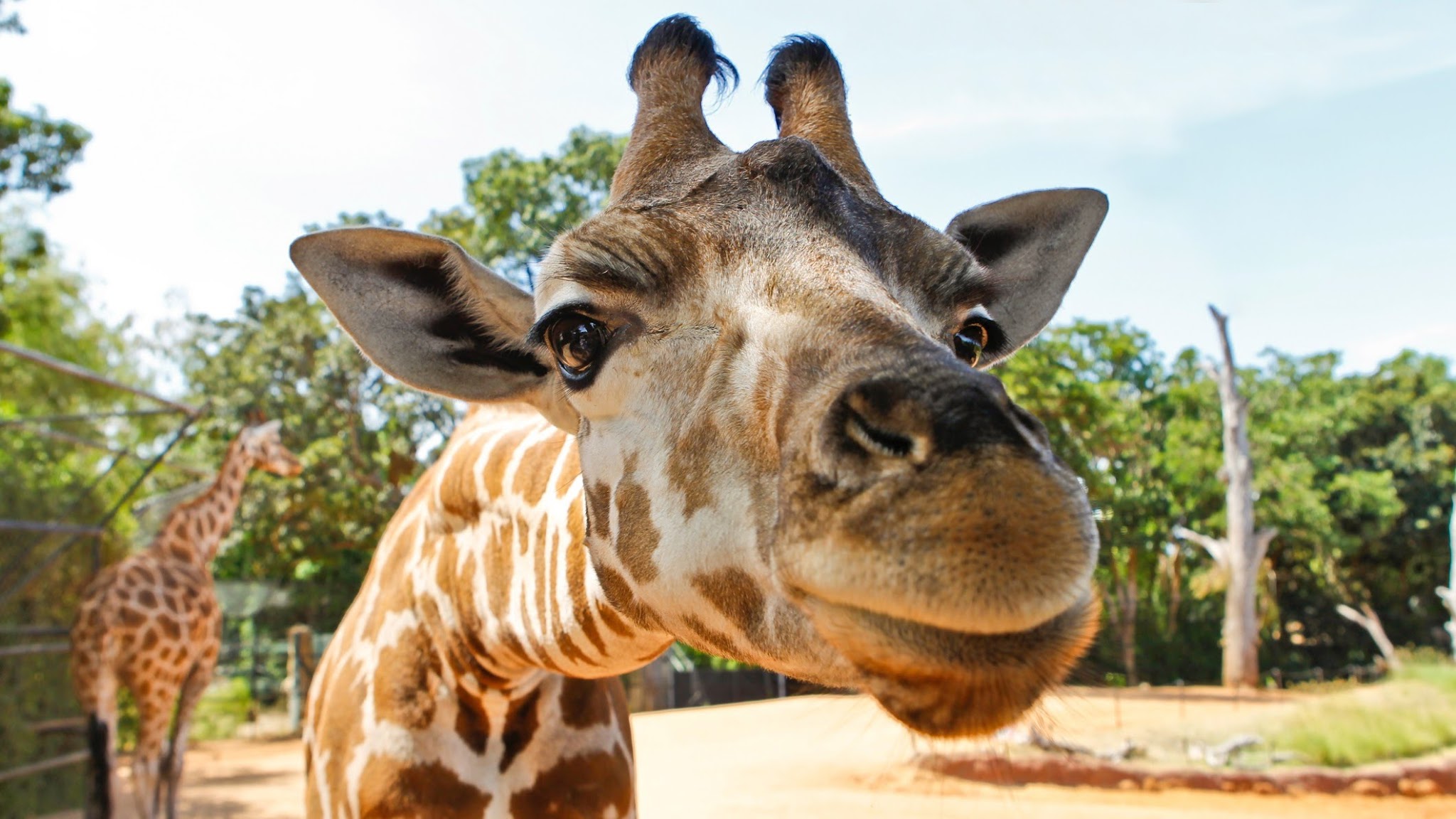 Perth Zoo YouTube banner