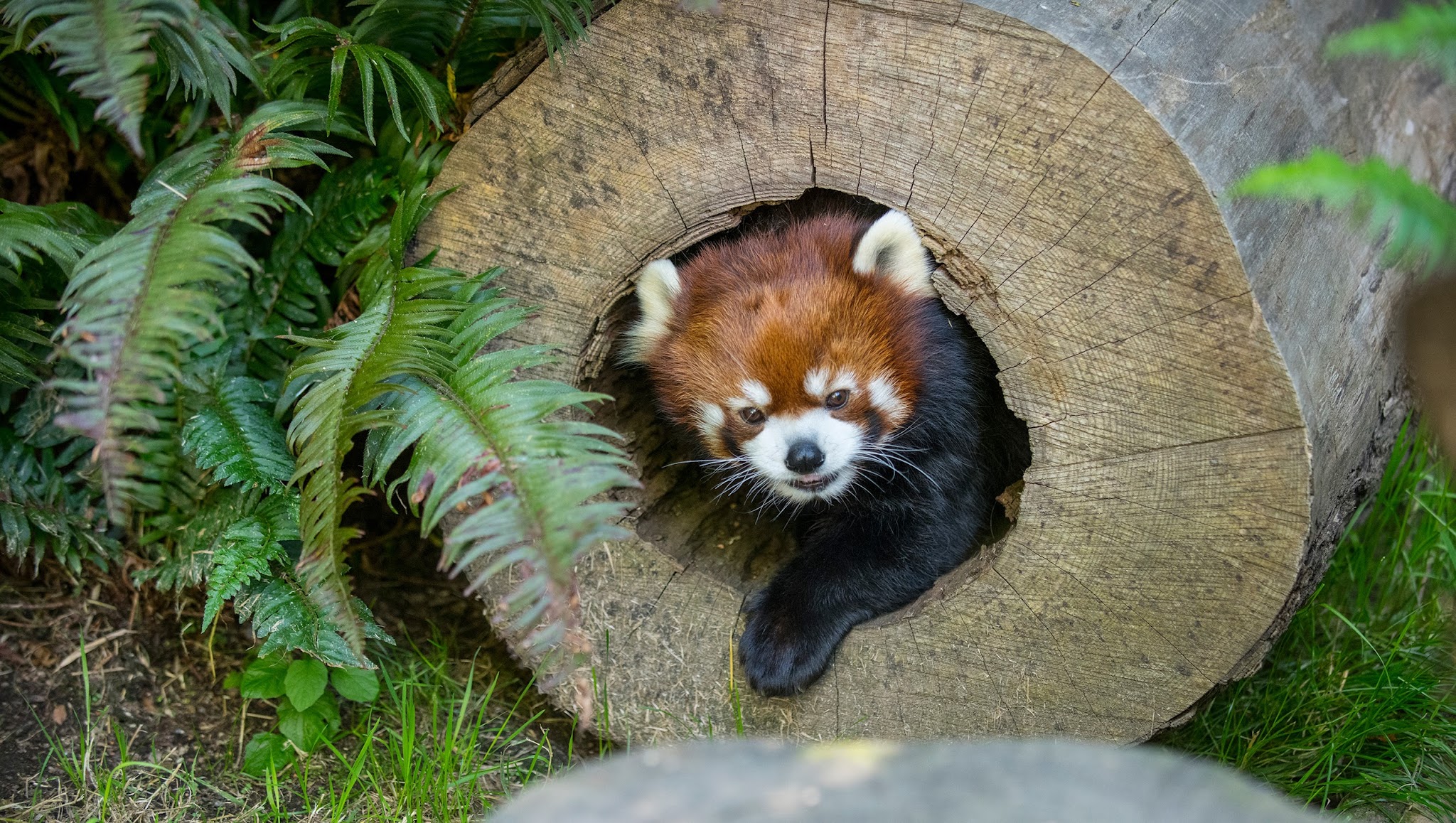 Oregon Zoo YouTube banner