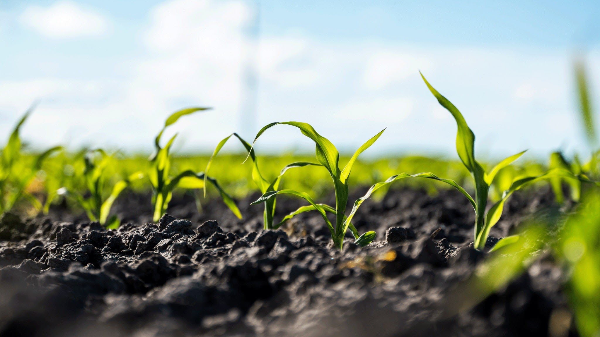 South Dakota Corn YouTube banner