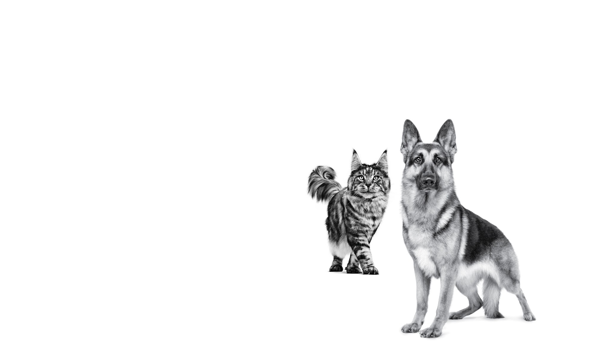 Royal Canin USA YouTube banner