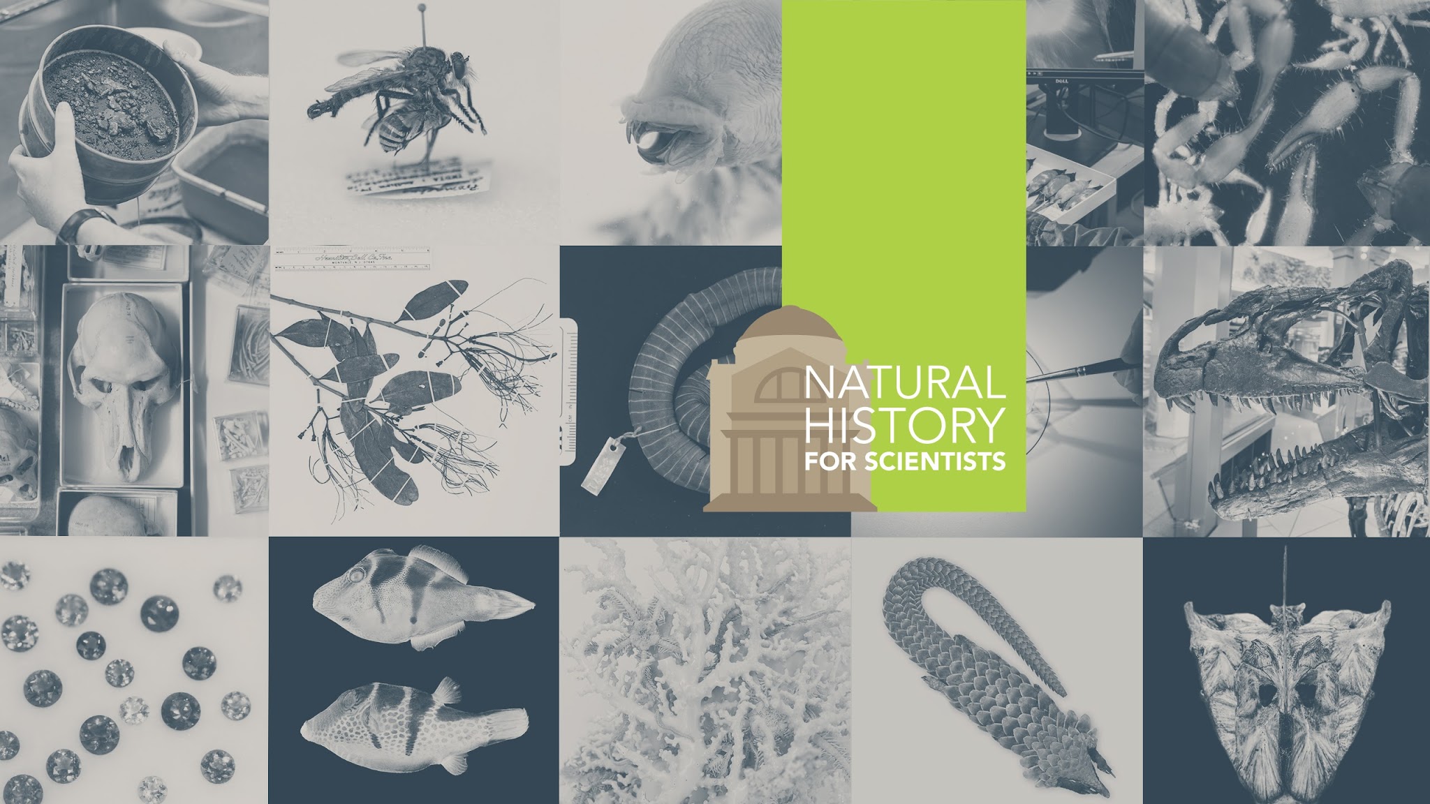 Natural History For Scientists YouTube banner