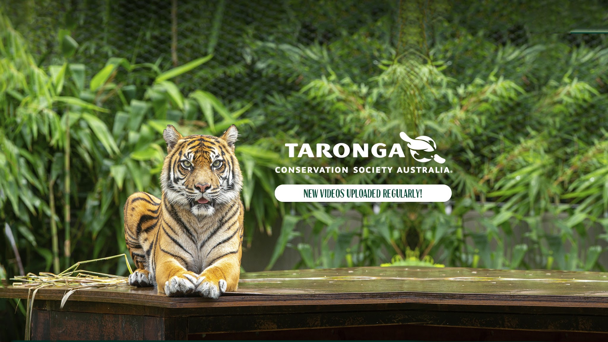 Taronga Zoo Sydney YouTube banner