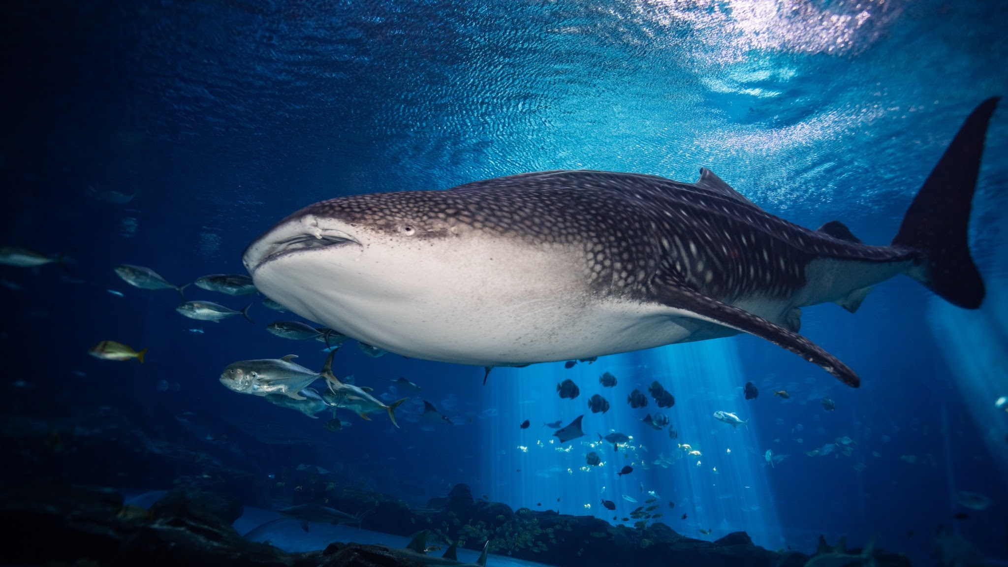 Georgia Aquarium YouTube banner