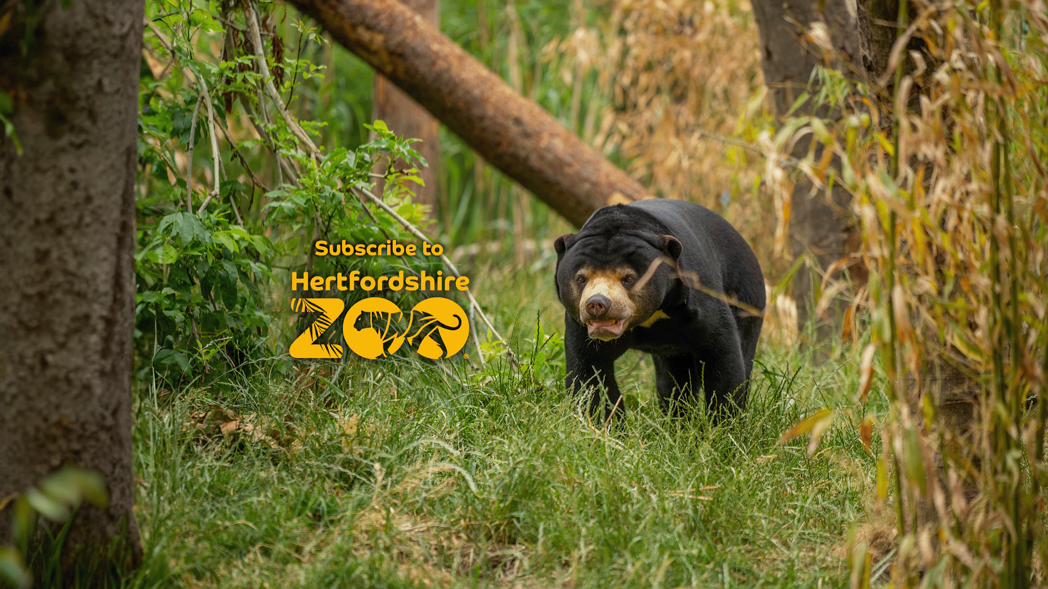 Hertfordshire Zoo YouTube banner