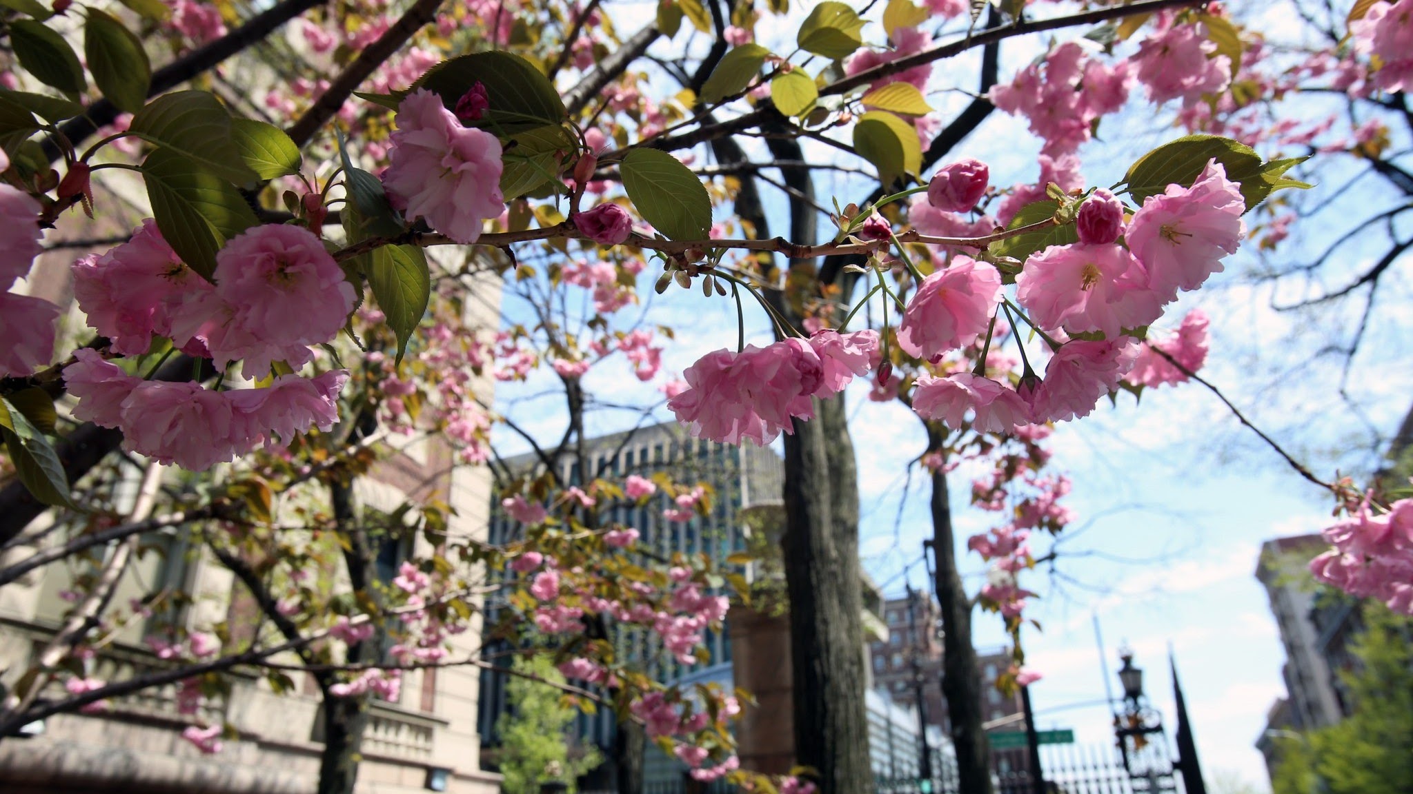 Columbia Law School YouTube banner