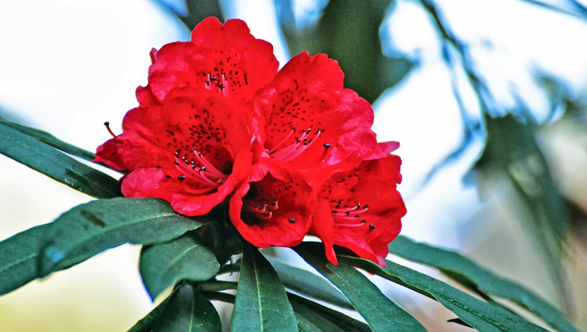 UC Botanical Garden YouTube banner