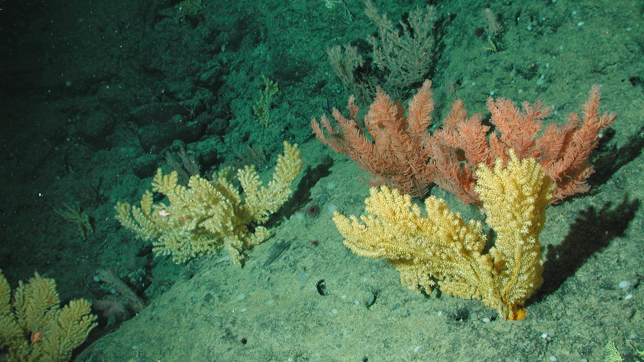 MBARI (Monterey Bay Aquarium Research Institute) YouTube banner