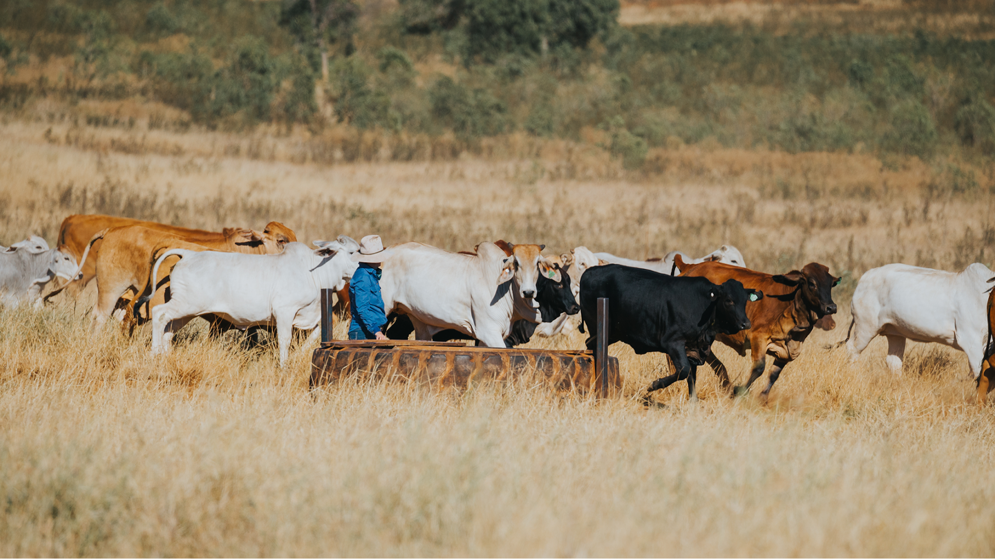 Australian Good Meat YouTube banner