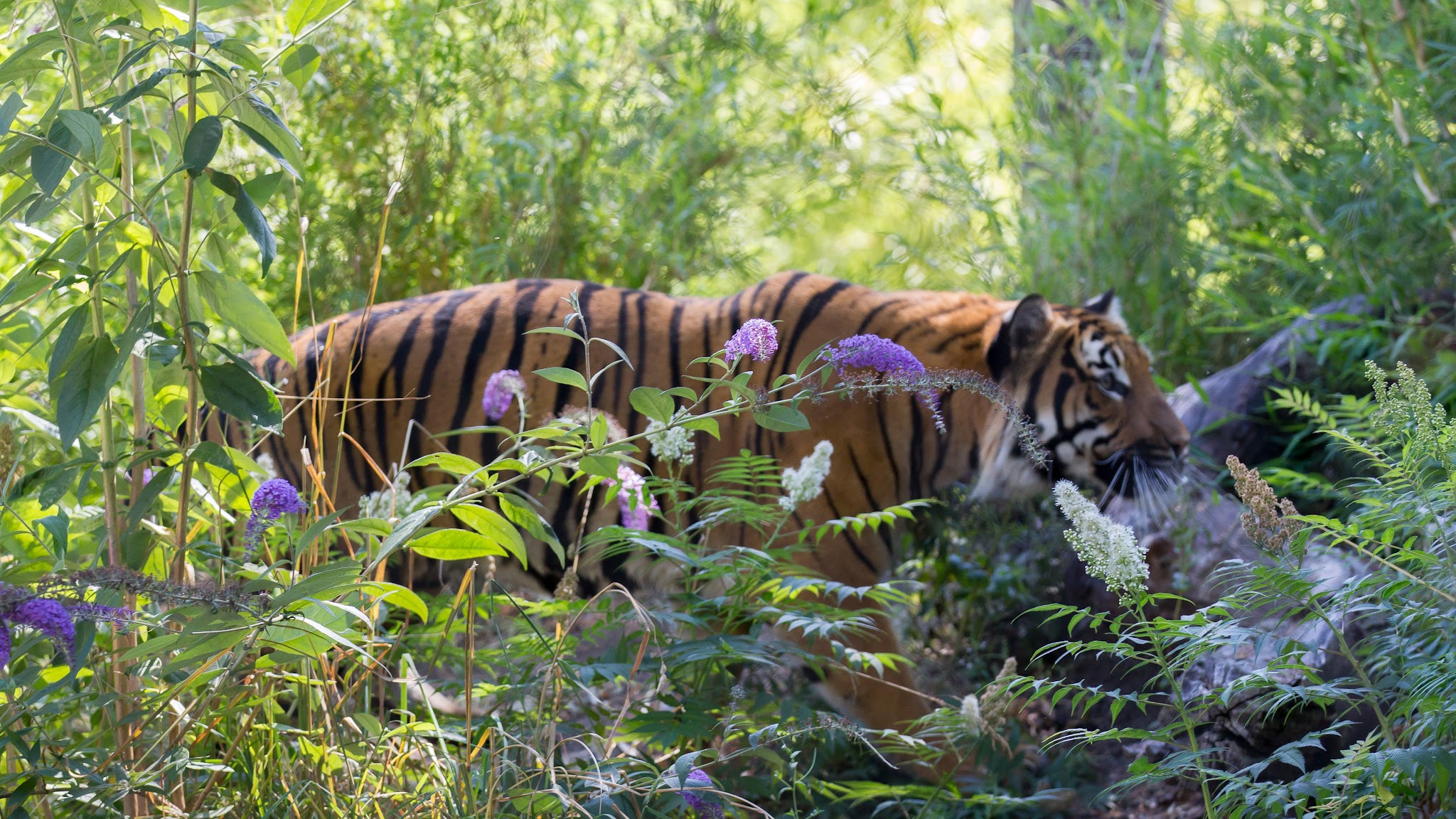 WoodlandParkZoo YouTube banner