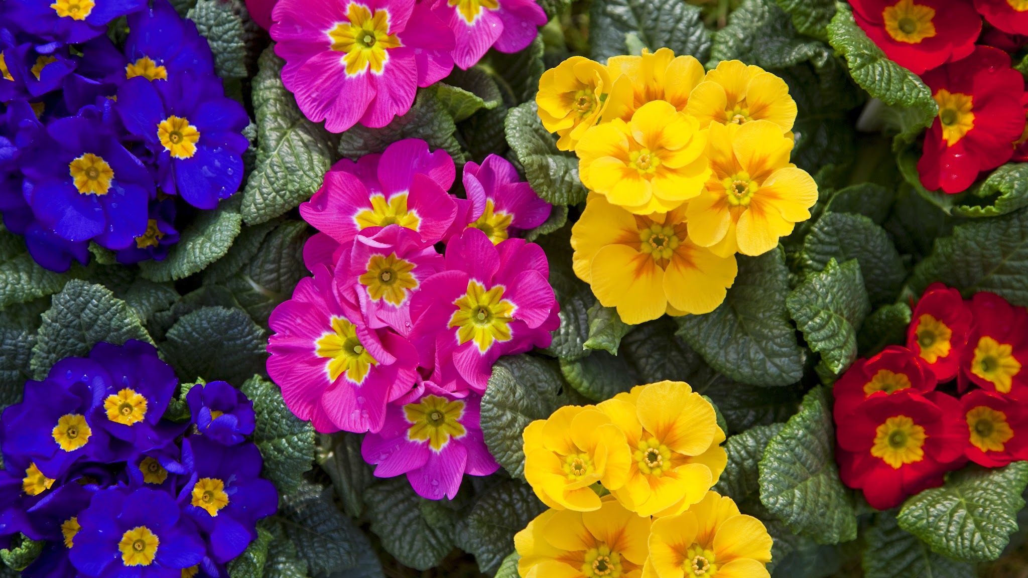 Dobbies Garden Centres YouTube banner