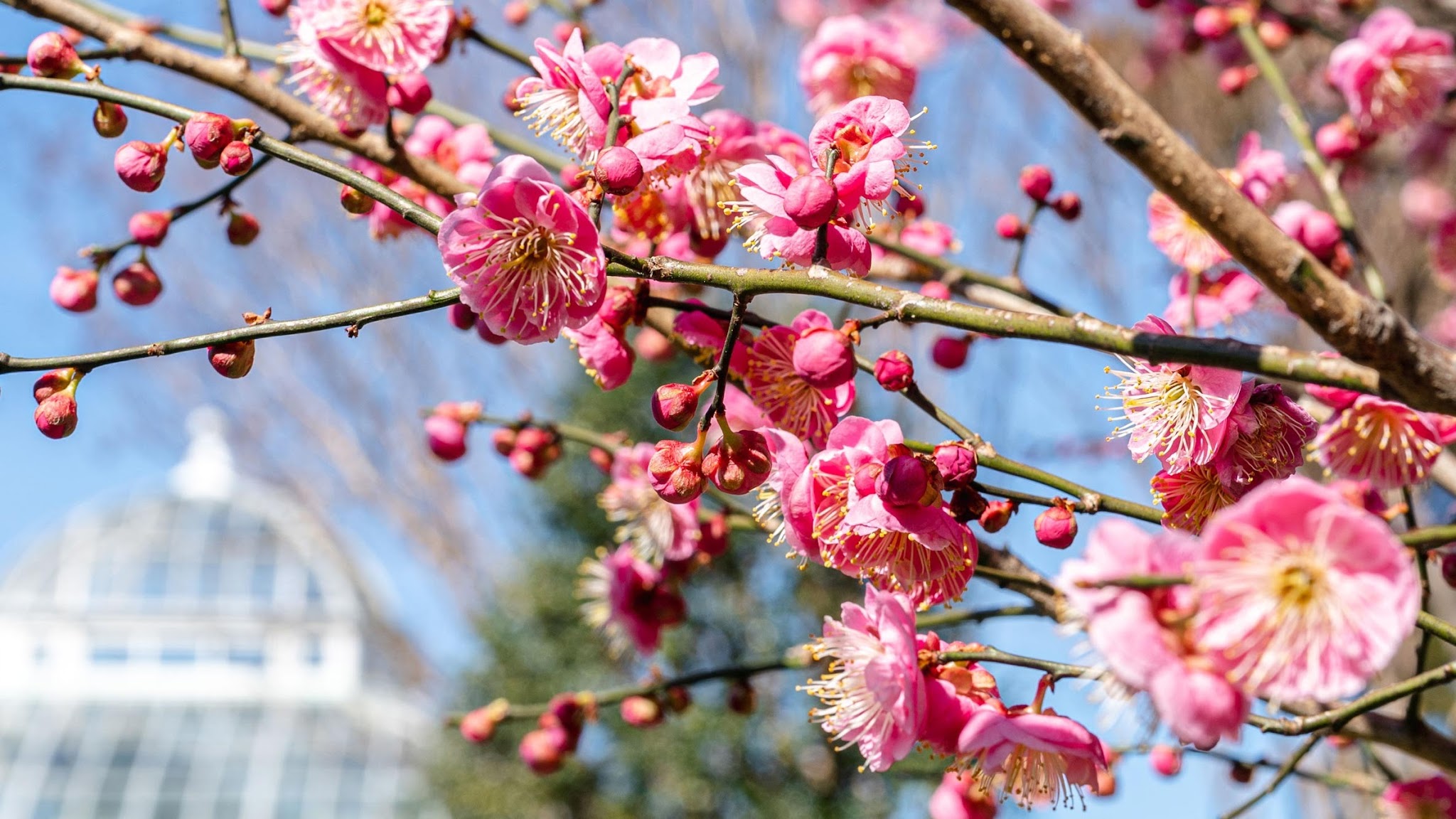 New York Botanical Garden YouTube banner