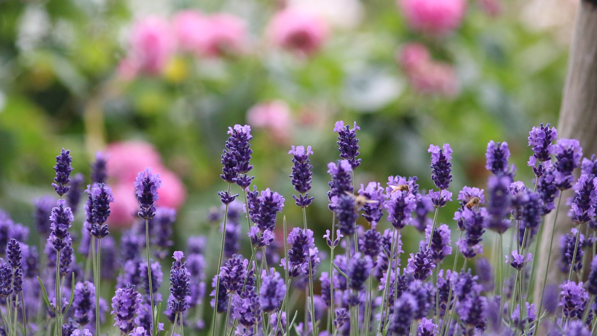 Wyevale Garden Centres YouTube banner