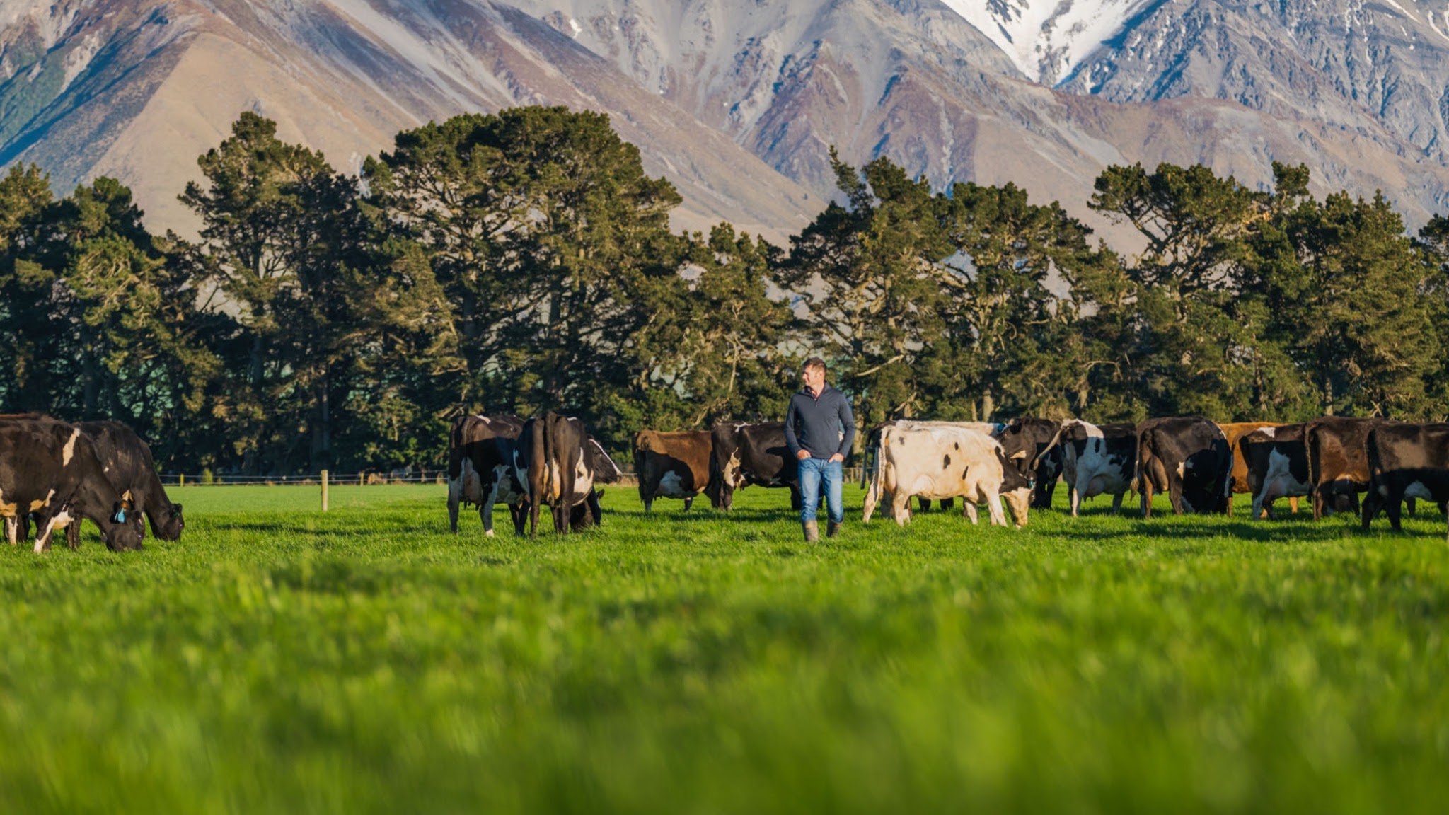 Fonterra: A dairy co-operative YouTube banner