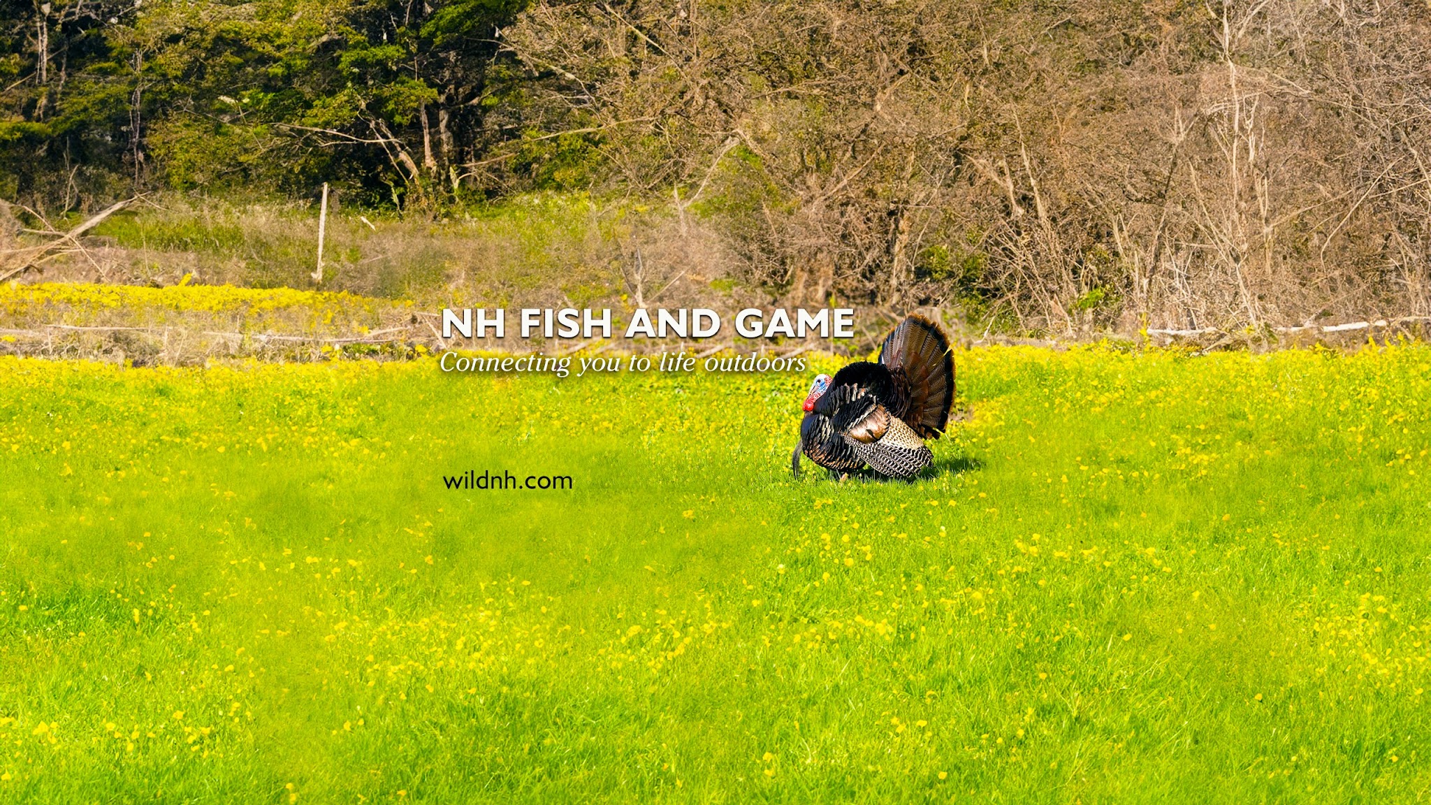 NHFishandGame YouTube banner