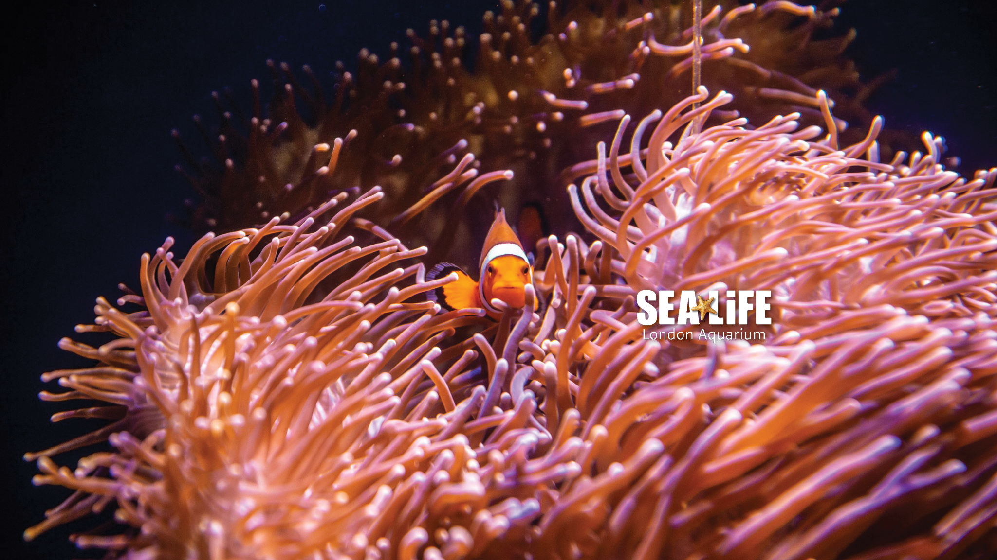 SEA LIFE London Aquarium YouTube banner