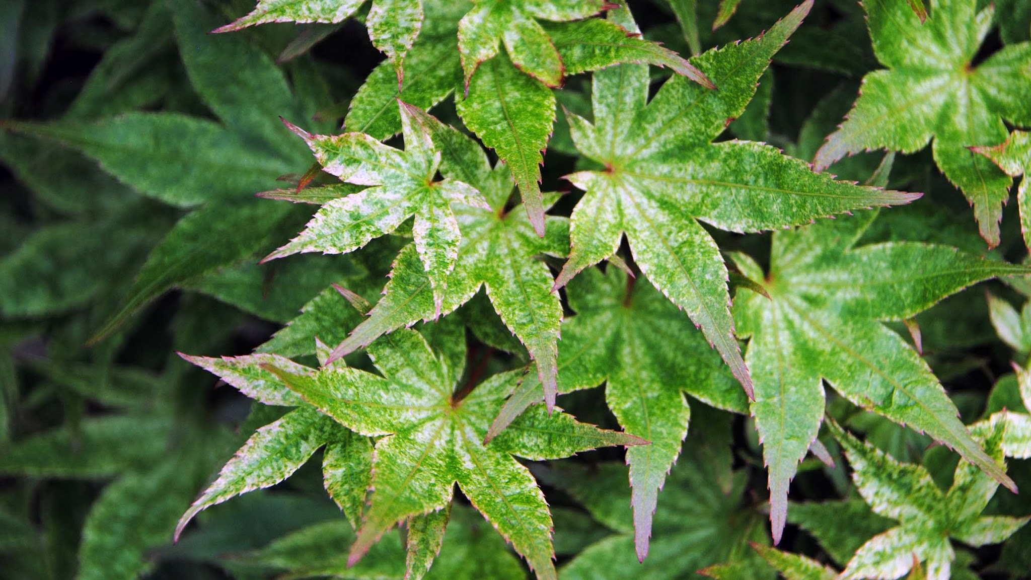 JC Raulston Arboretum YouTube banner