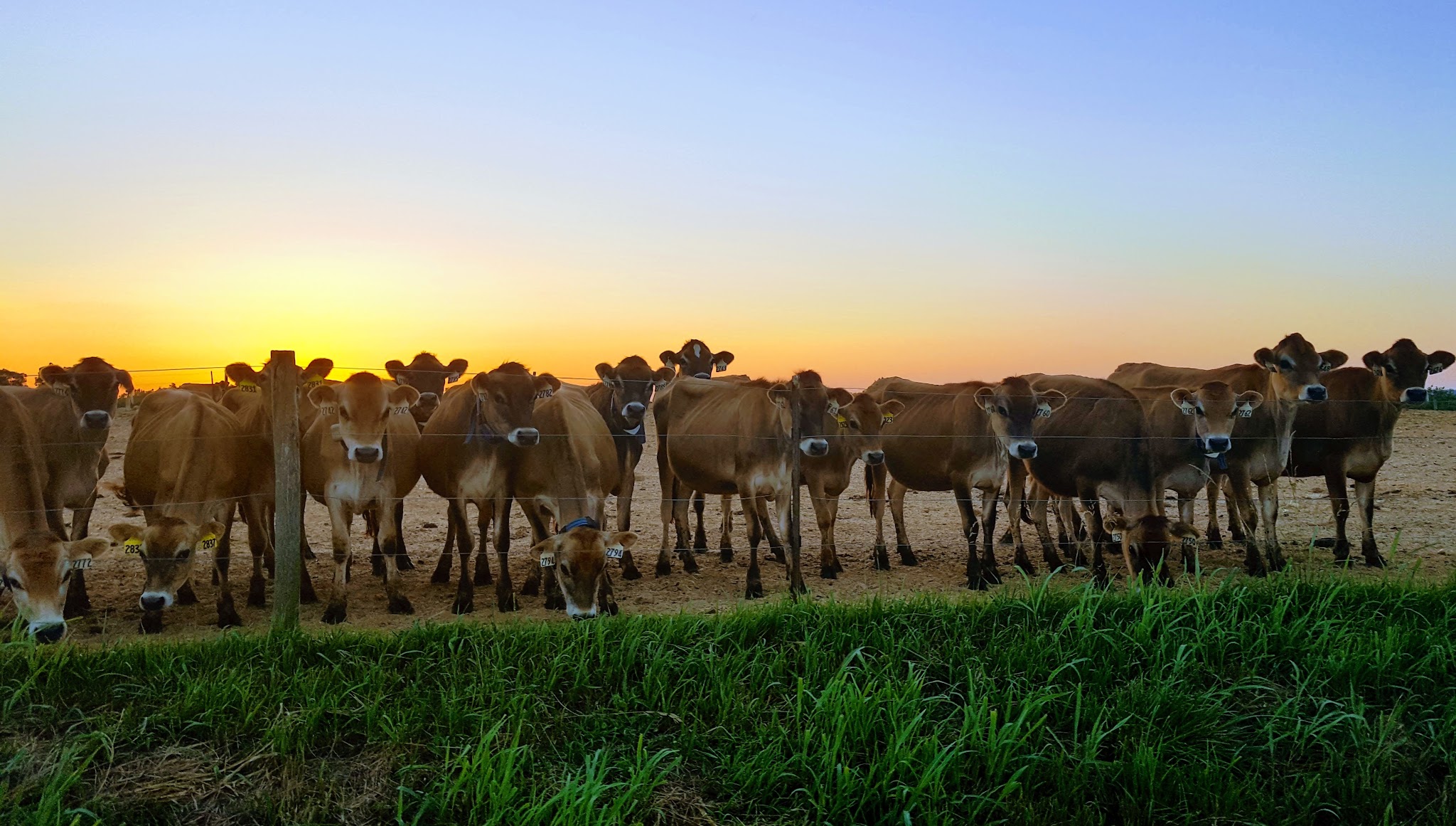 Prairie Farms Dairy YouTube banner