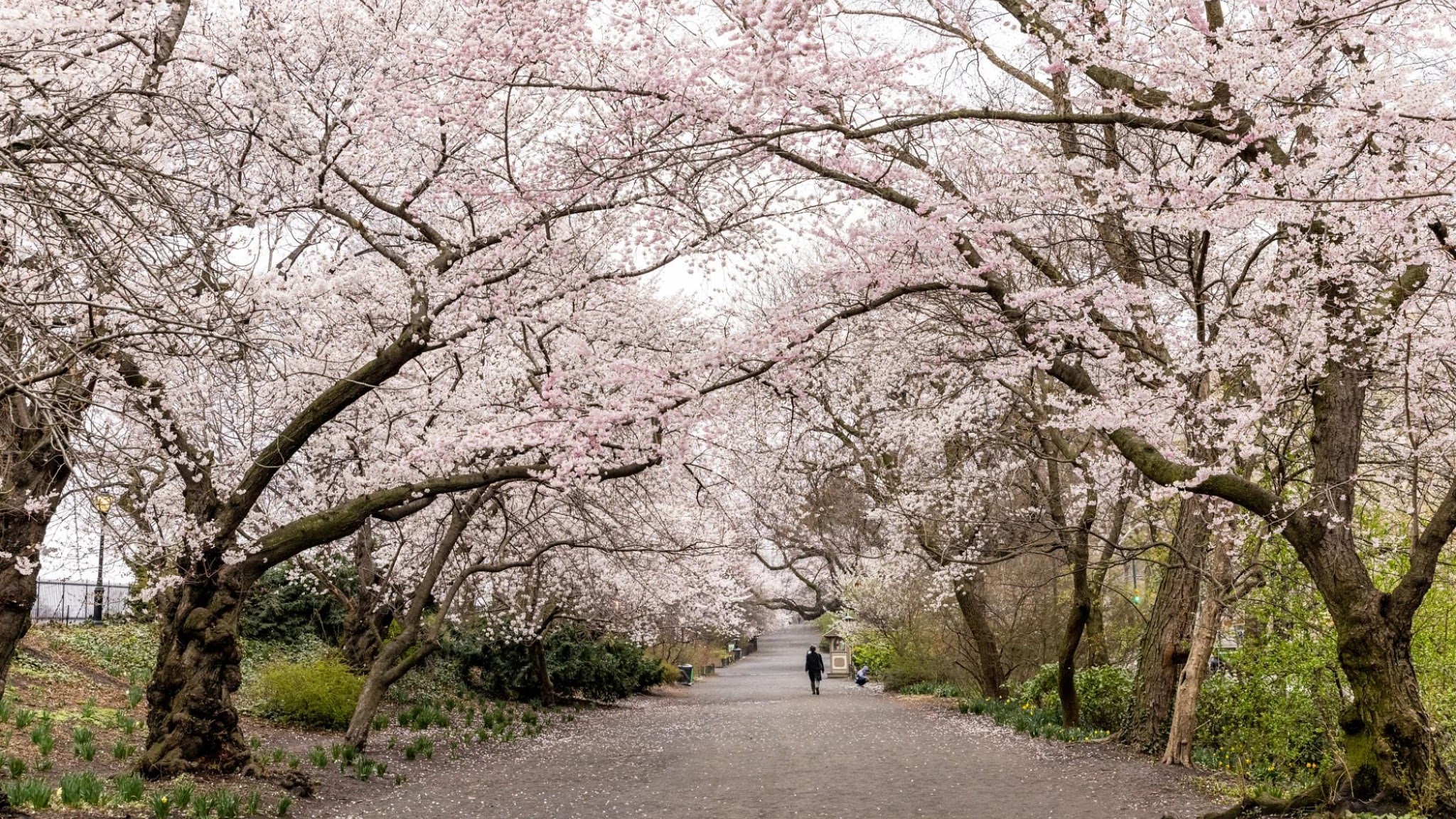 Central Park Conservancy YouTube banner