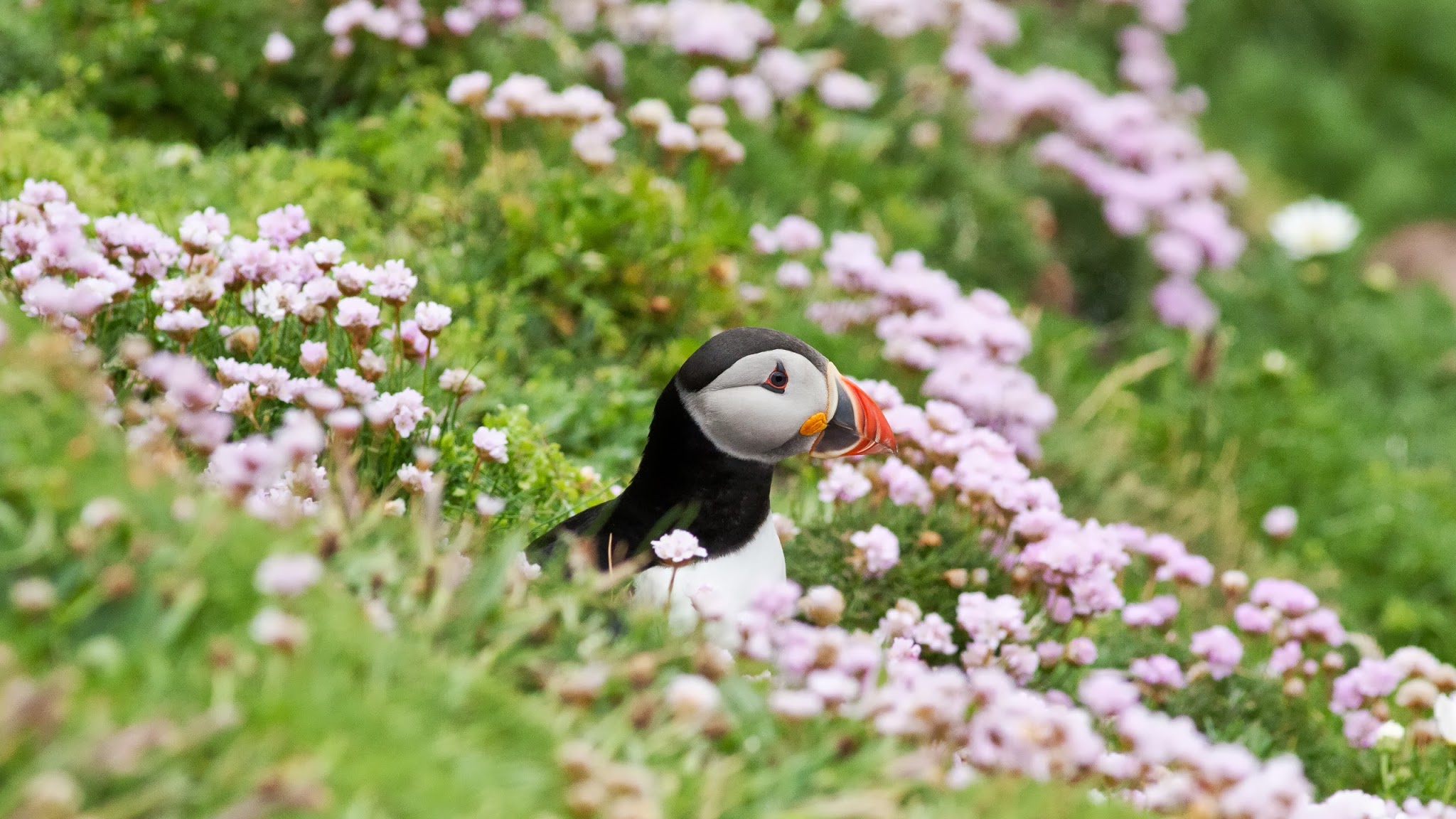 Scottish Wildlife Trust YouTube banner