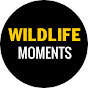 SWAG - Wildlife Moments YouTube thumbnail