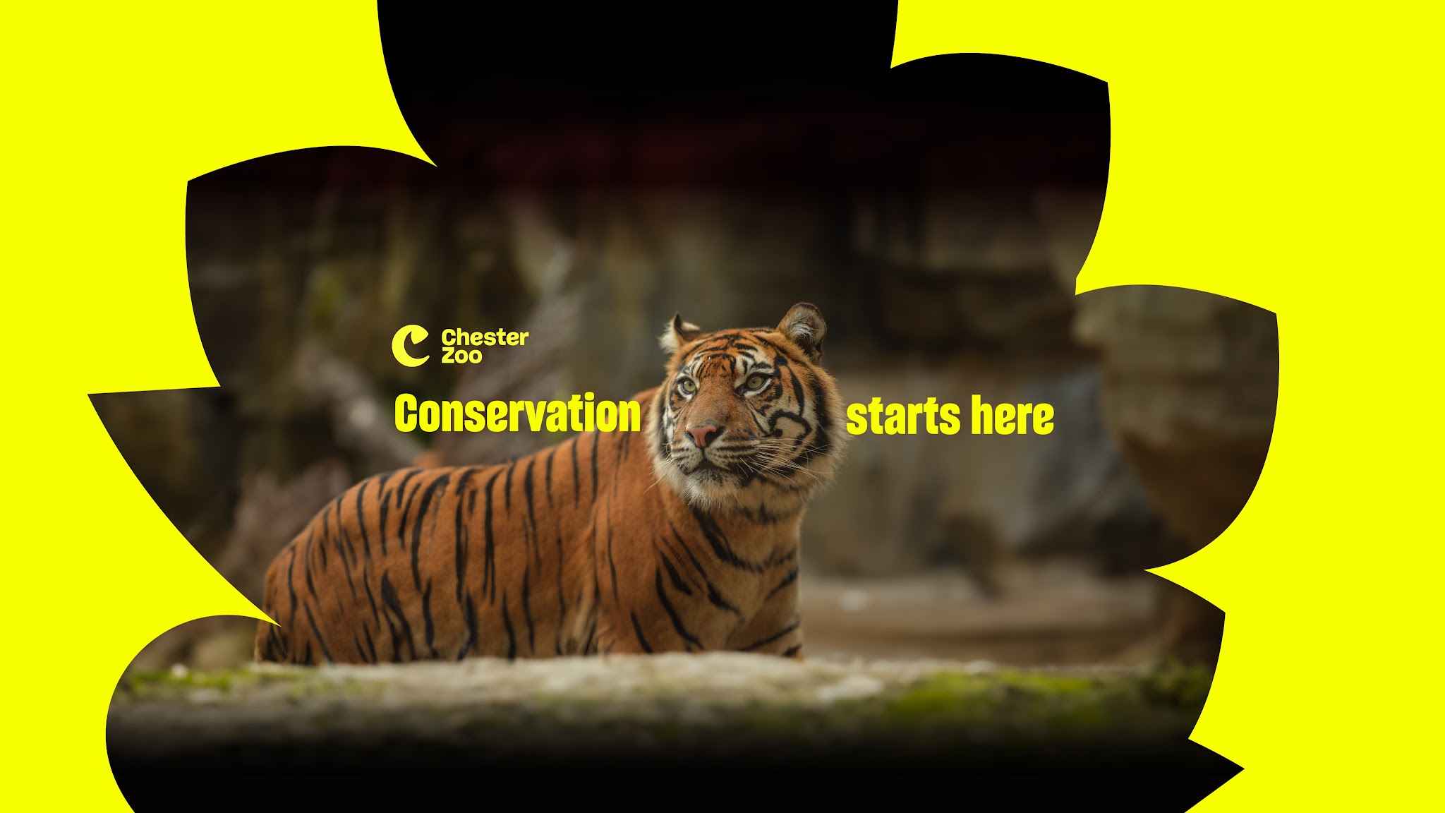 Chester Zoo YouTube banner