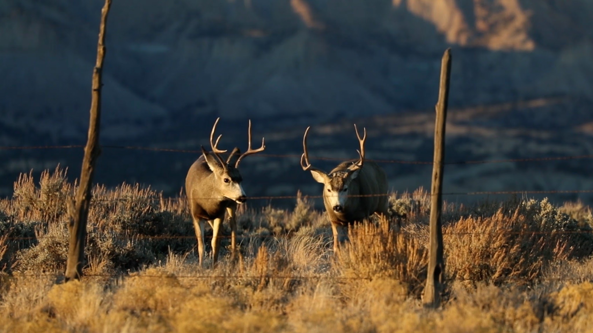 Utah Division of Wildlife Resources YouTube banner