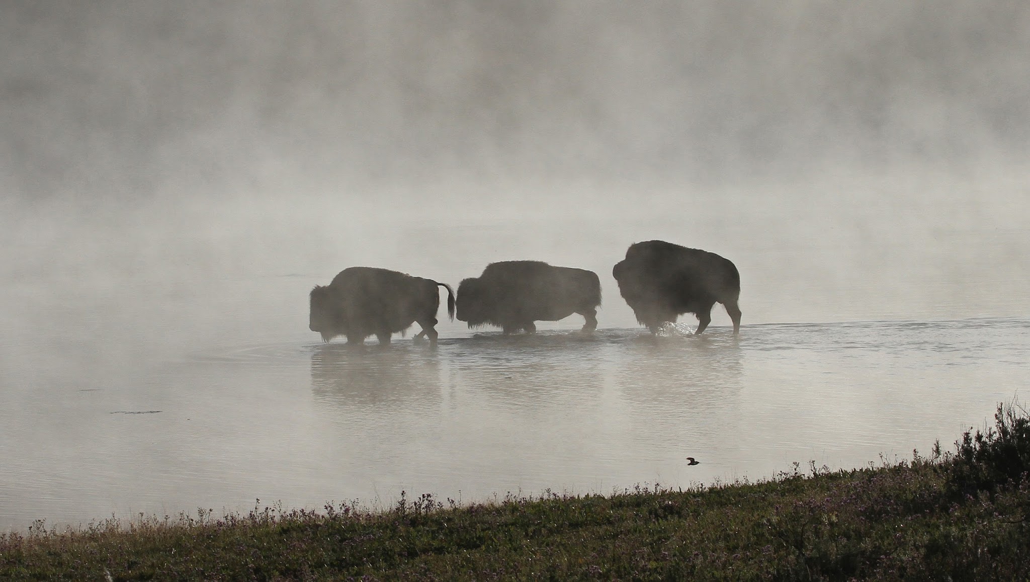 YellowstoneNPS YouTube banner