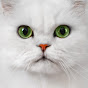 Purina Fancy Feast YouTube channel avatar 