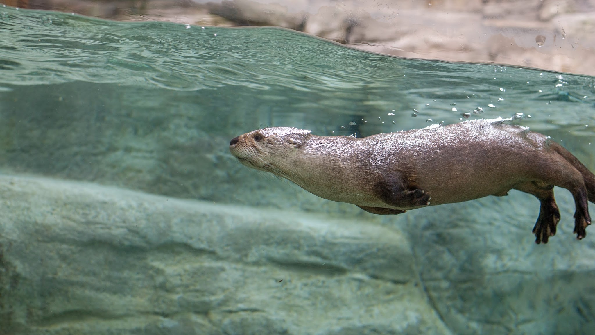 Tennessee Aquarium YouTube banner