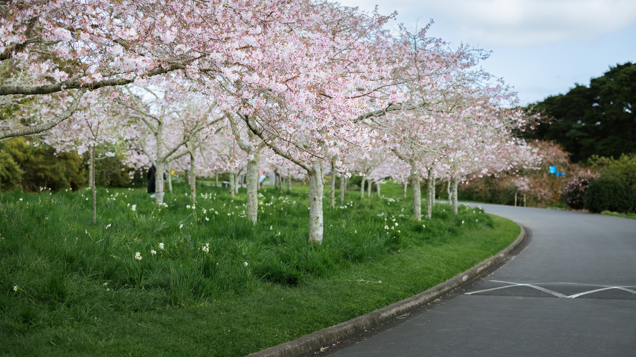 Auckland Council YouTube banner